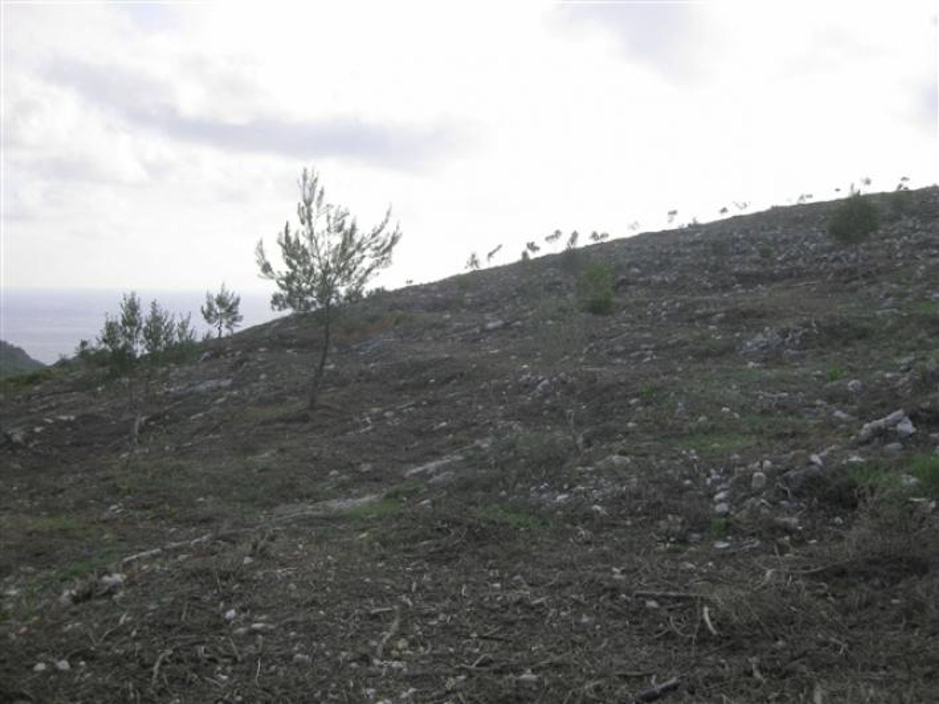 Terra no Gaitani, Ionia Nísia 10087809