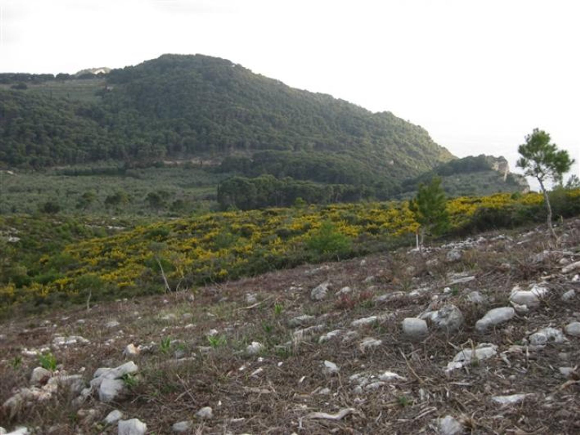 الأرض في Zakynthos, Zakinthos 10087809