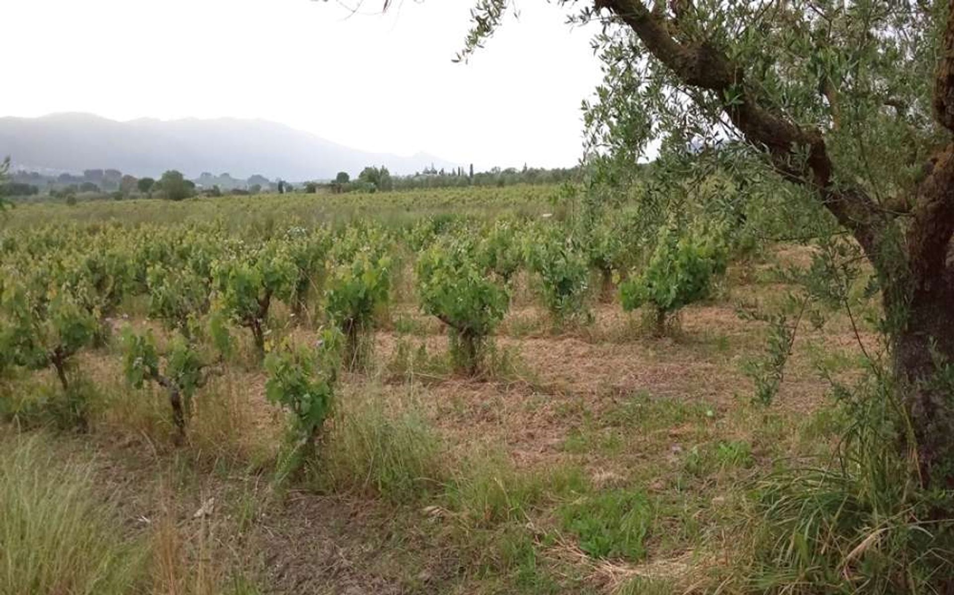 Jord i Zakynthos, Zakinthos 10087814