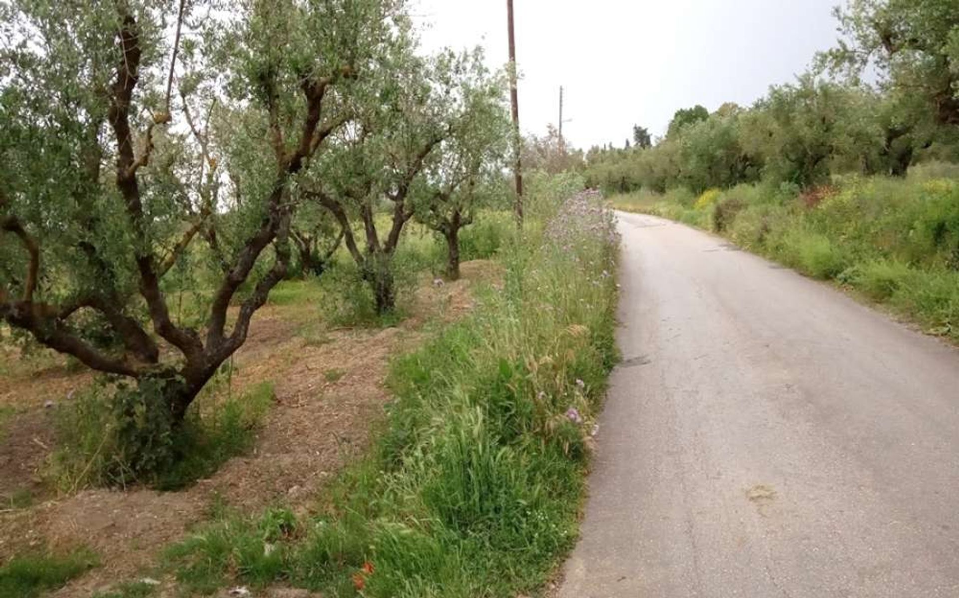 ארץ ב Zakynthos, Zakinthos 10087814