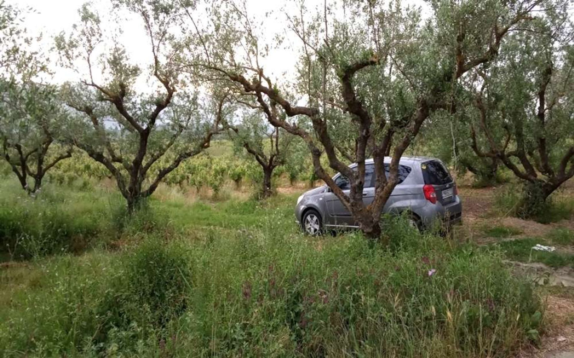 Tierra en bochalí, Jonia Nisia 10087814