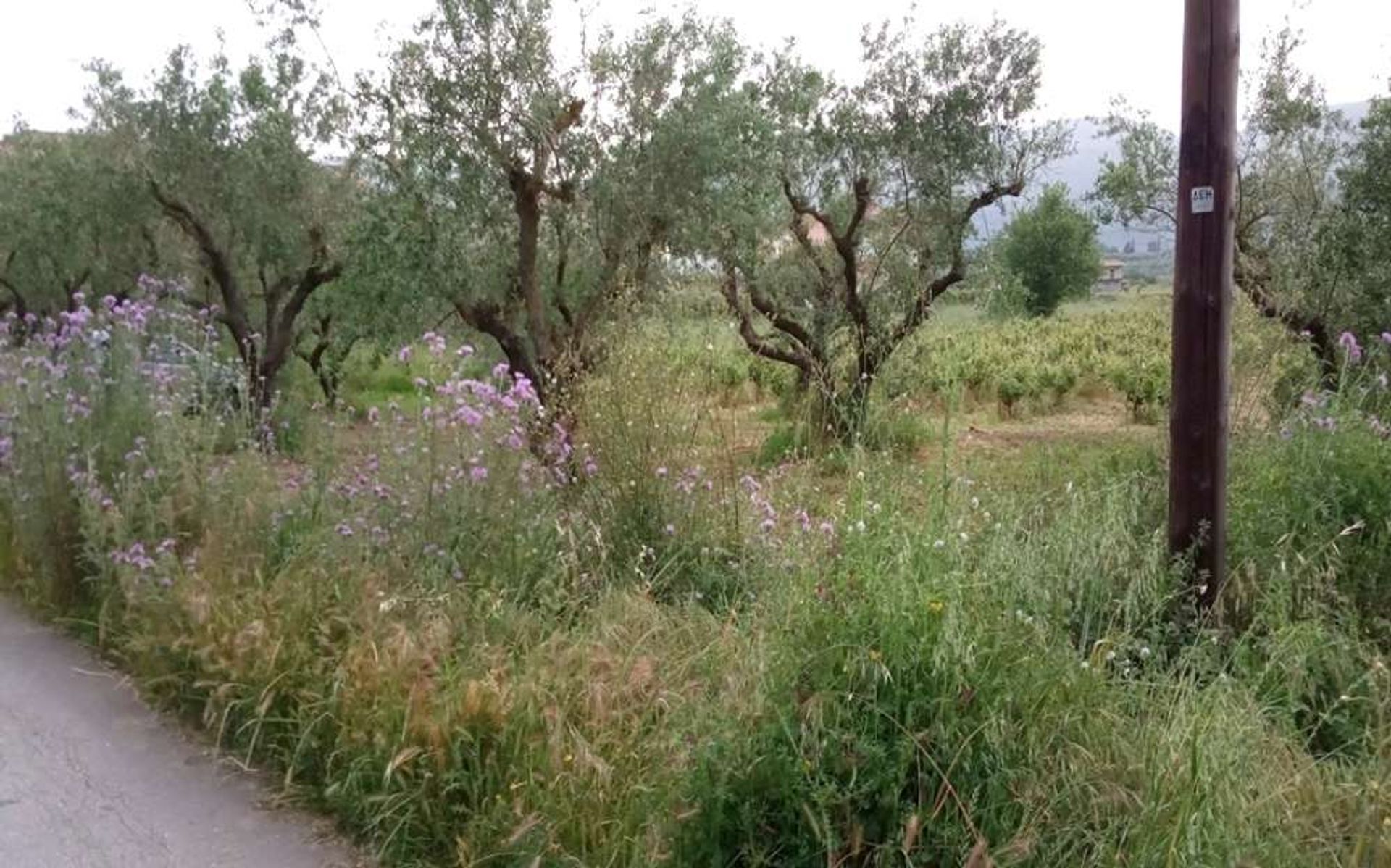 ארץ ב Zakynthos, Zakinthos 10087814