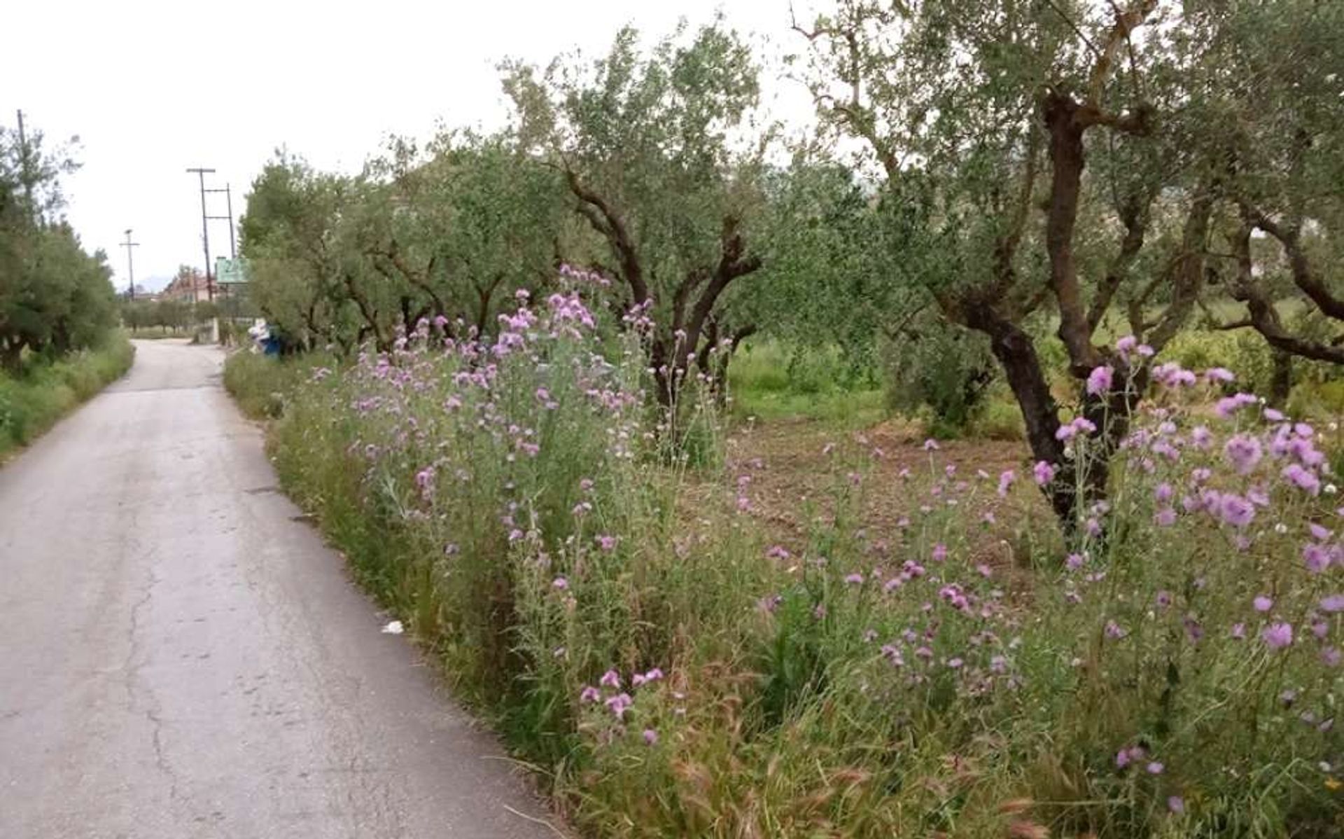 土地 在 Zakynthos, Zakinthos 10087814