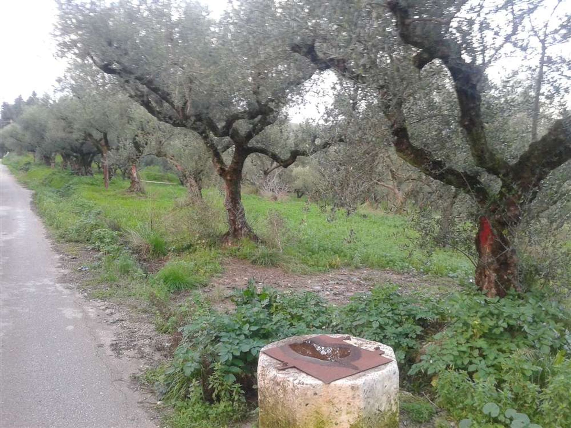 Tierra en bochalí, Jonia Nisia 10087819