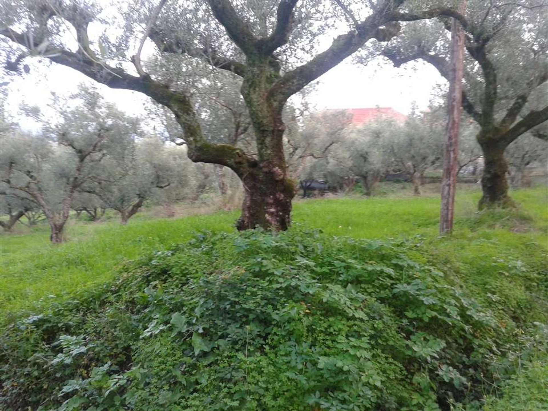 Tierra en bochalí, Jonia Nisia 10087819