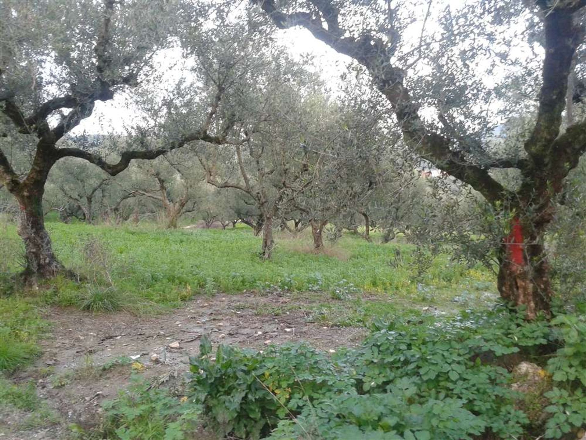 Tierra en bochalí, Jonia Nisia 10087819