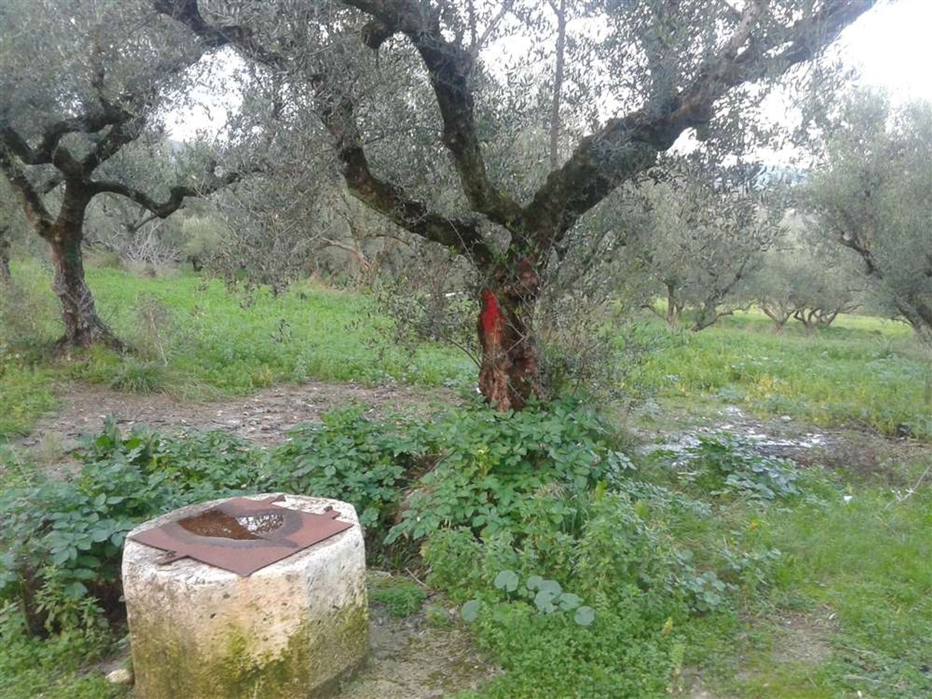 Tierra en bochalí, Jonia Nisia 10087819