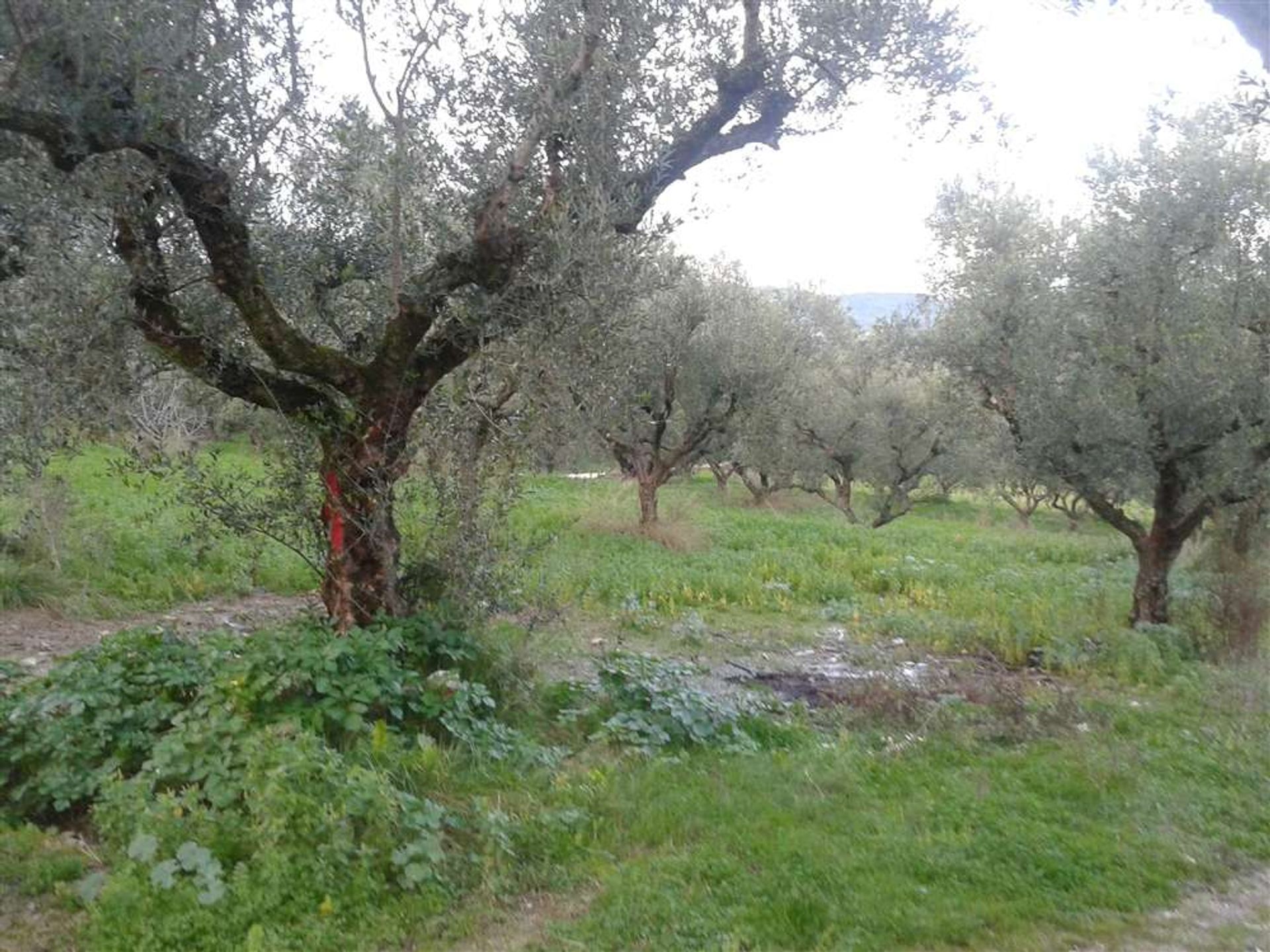 Tierra en Zakynthos, Zakinthos 10087819