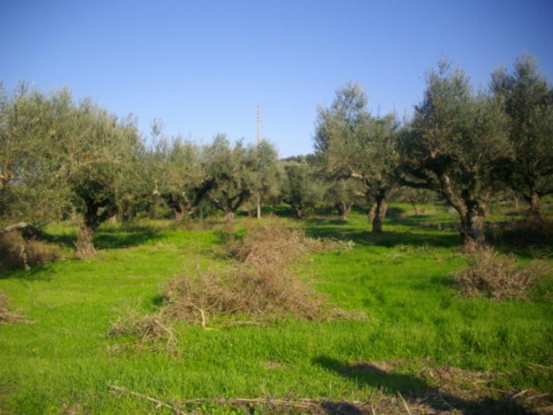 Land in Zakynthos, Zakinthos 10087825