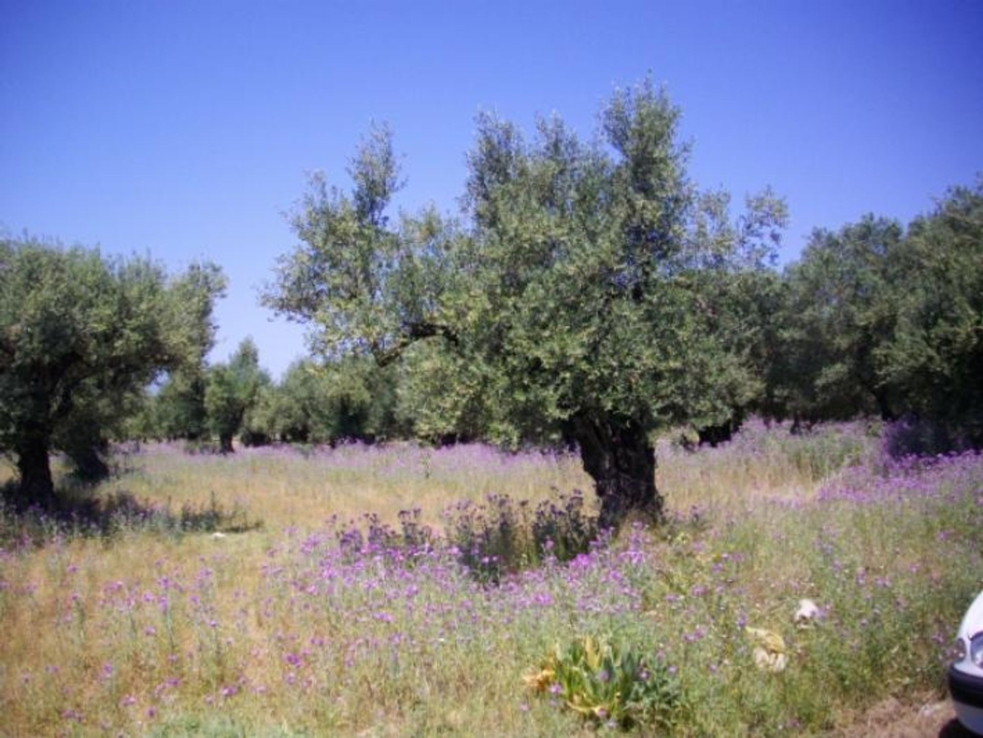 Land im Zakynthos, Zakinthos 10087830