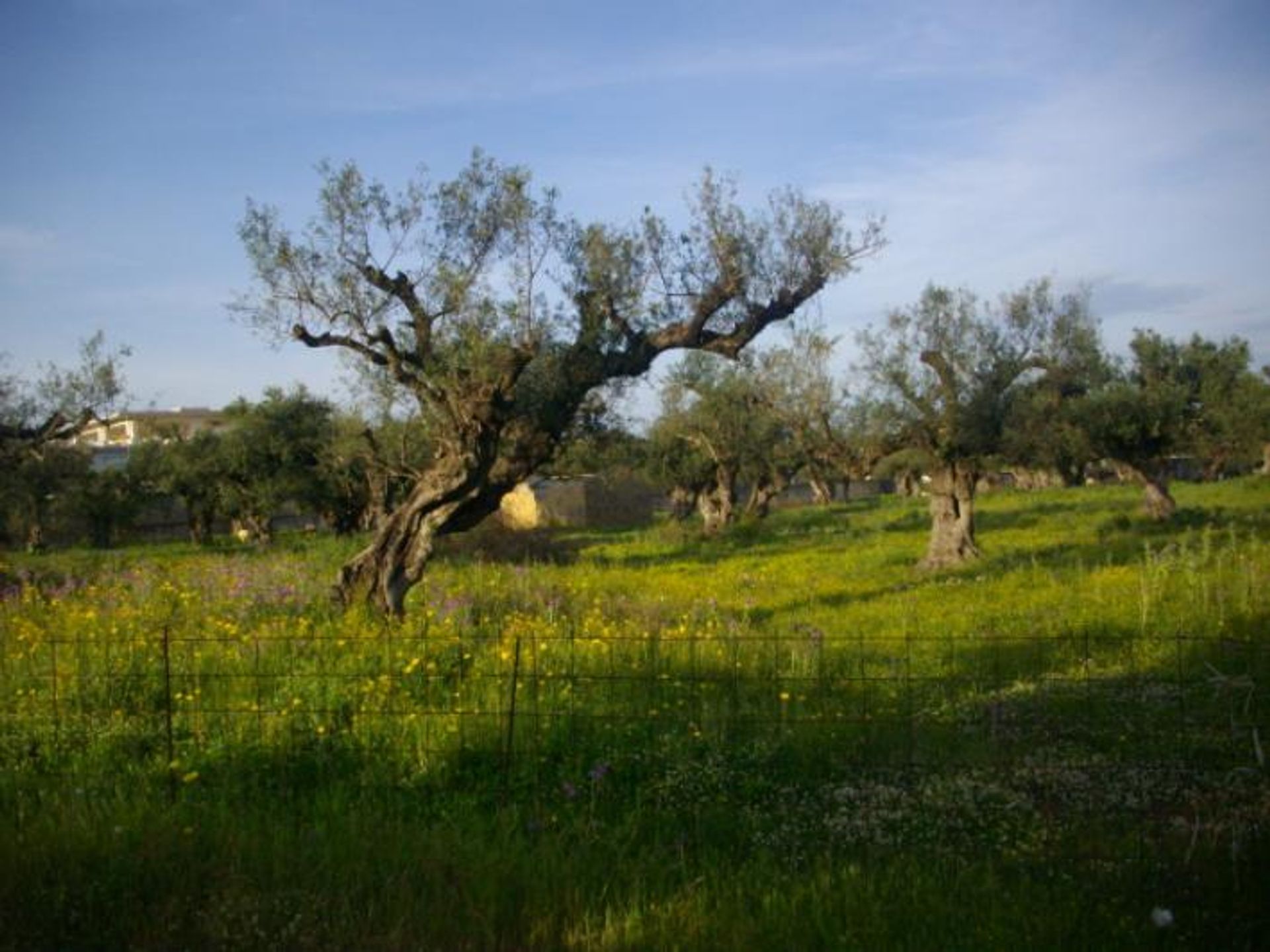 Jord i Ampelokipoi, Ionia Nisia 10087833