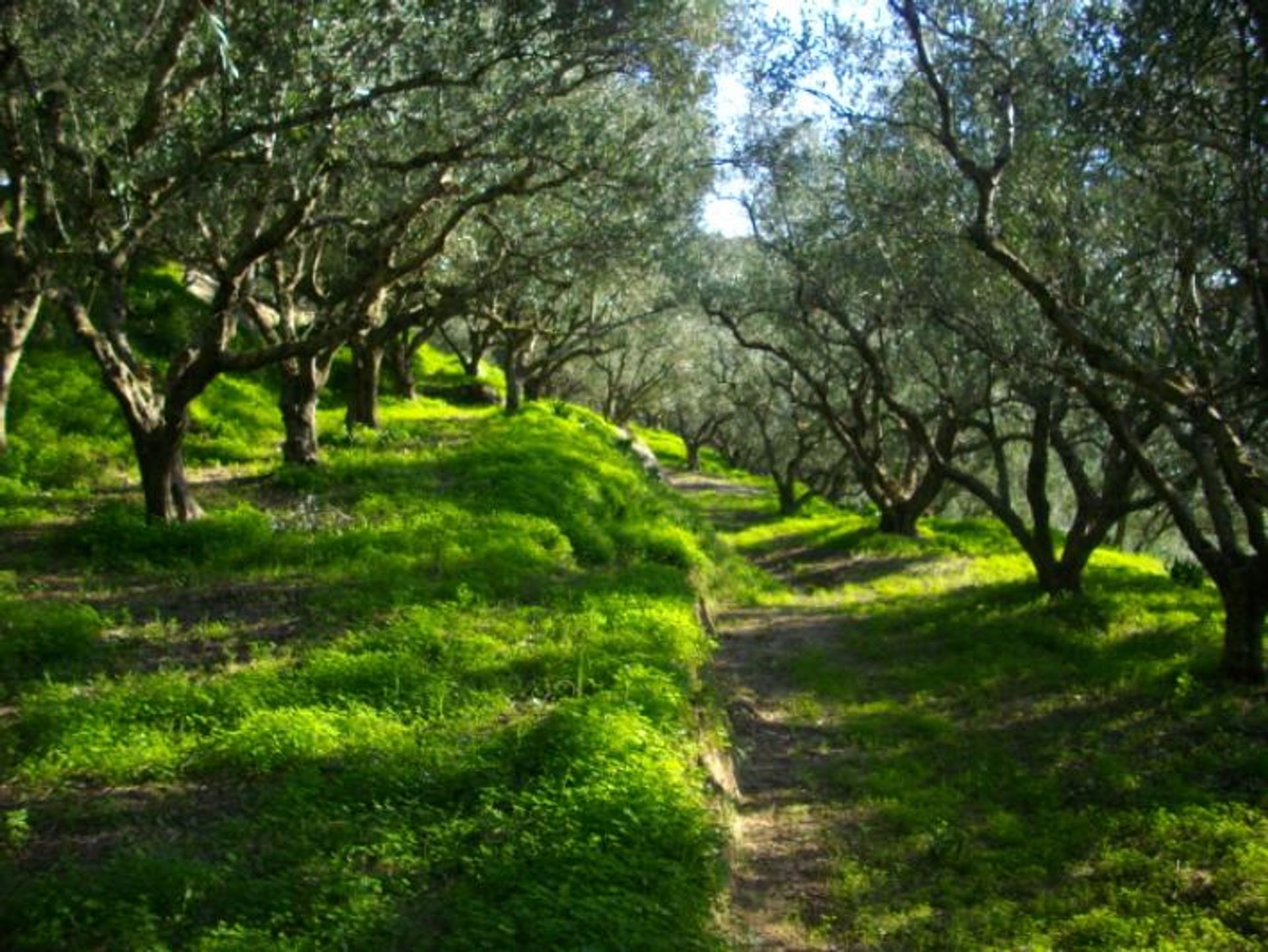 Земельные участки в Zakynthos, Zakinthos 10087834