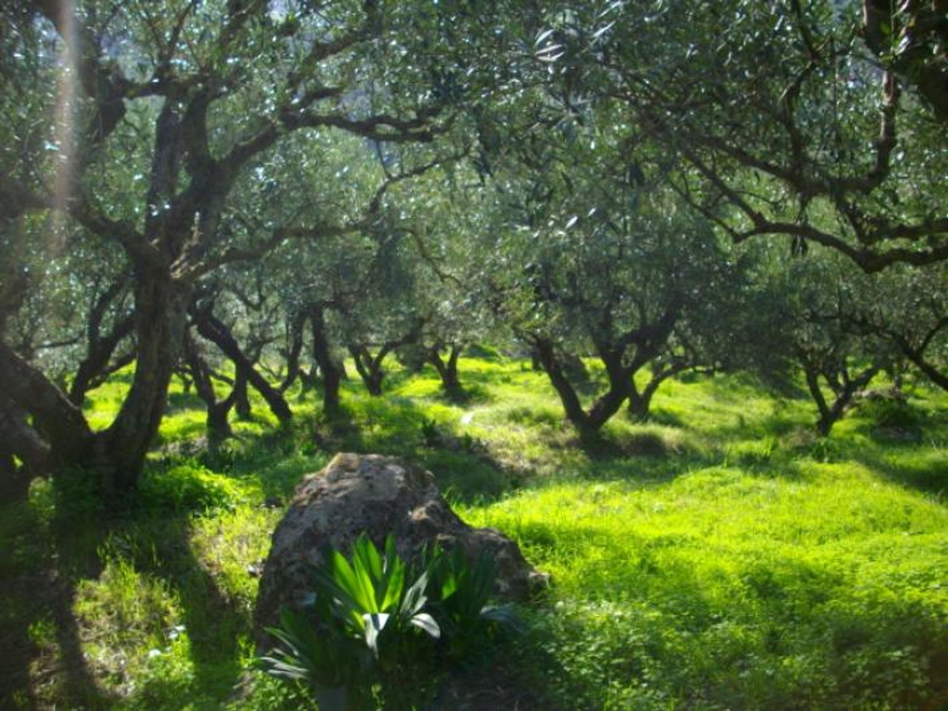 Land in Kalipado, Ionië Nisia 10087834