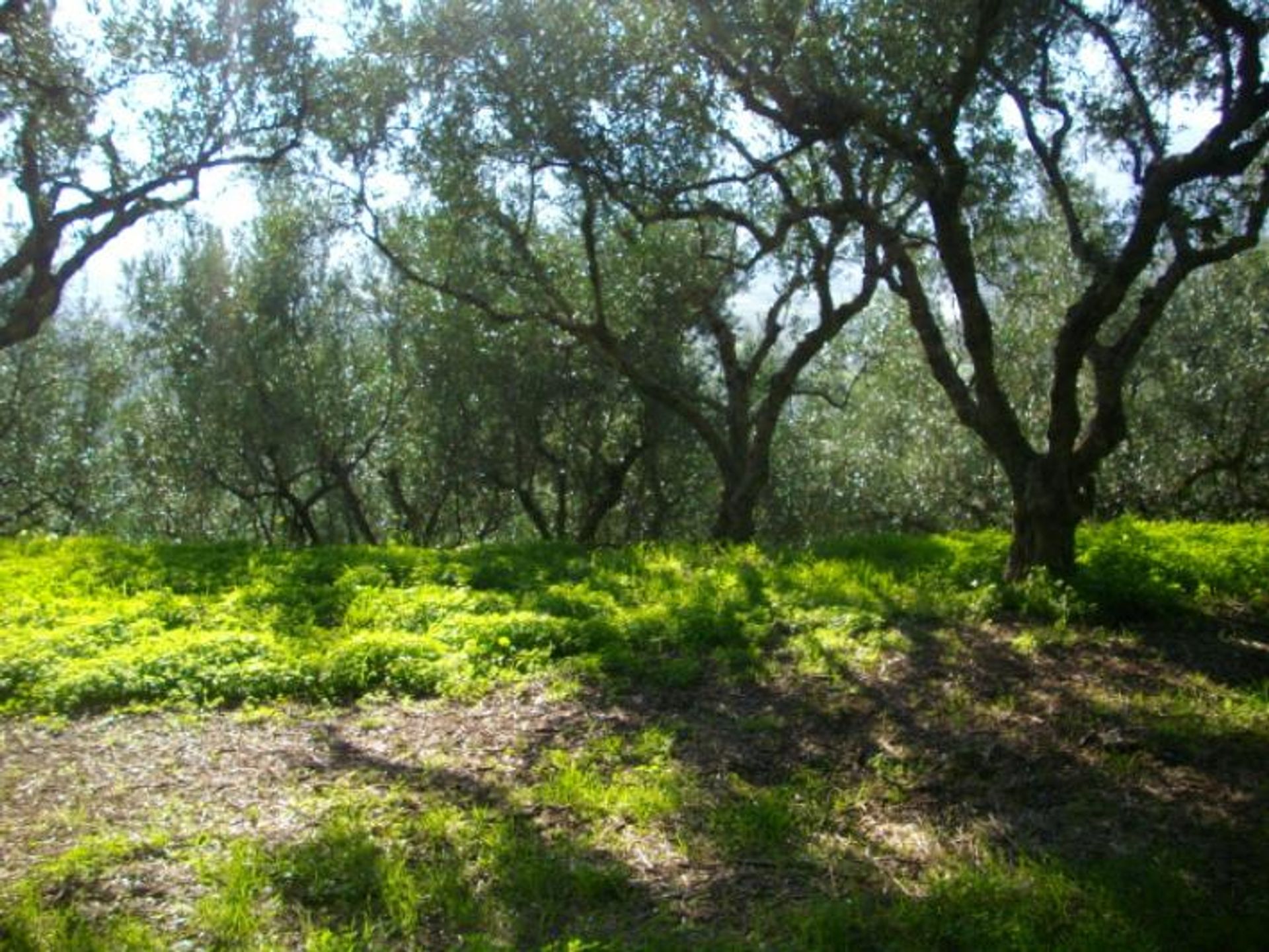 Земельные участки в Zakynthos, Zakinthos 10087834