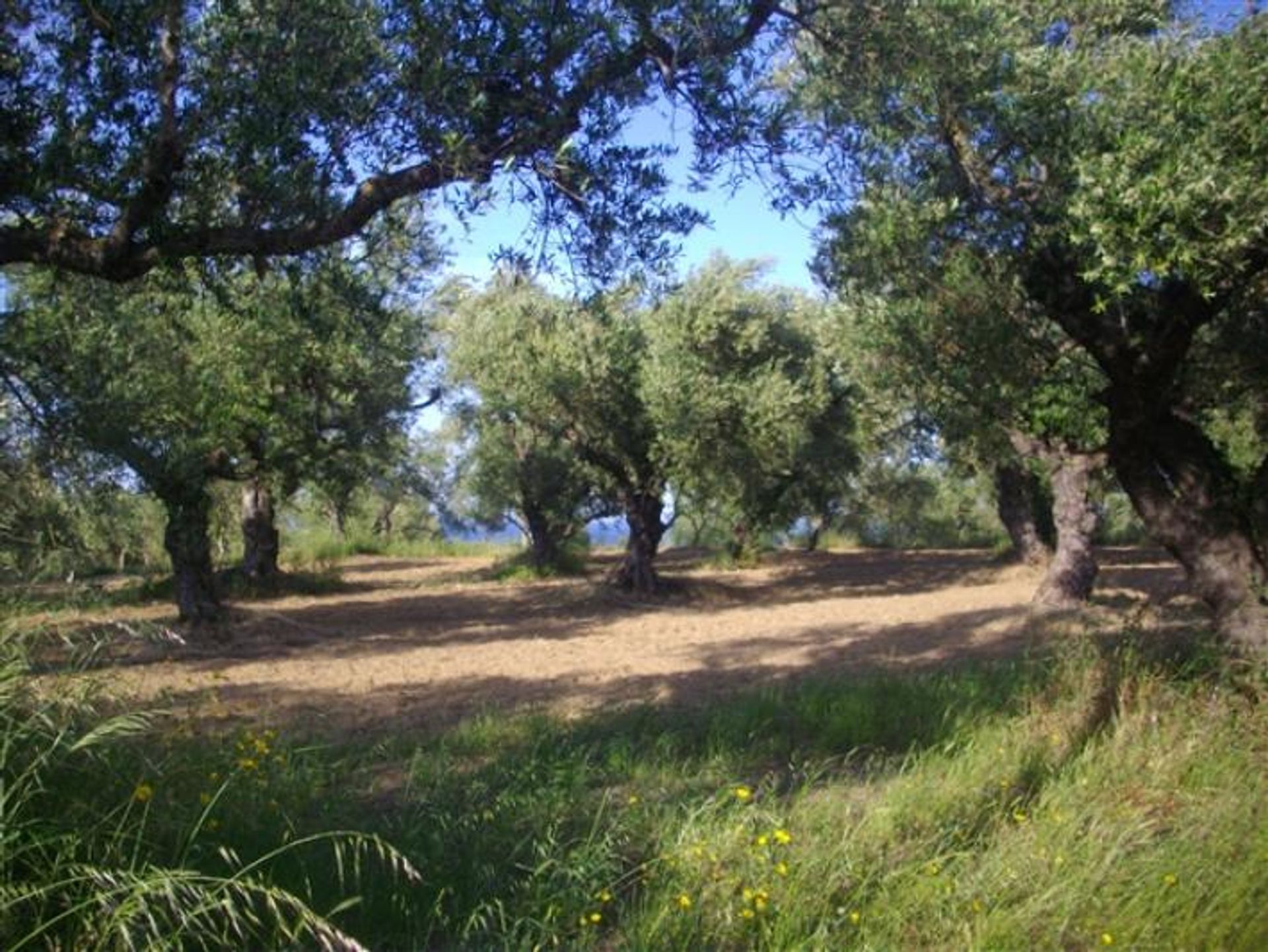 Land in Kalipado, Ionië Nisia 10087836