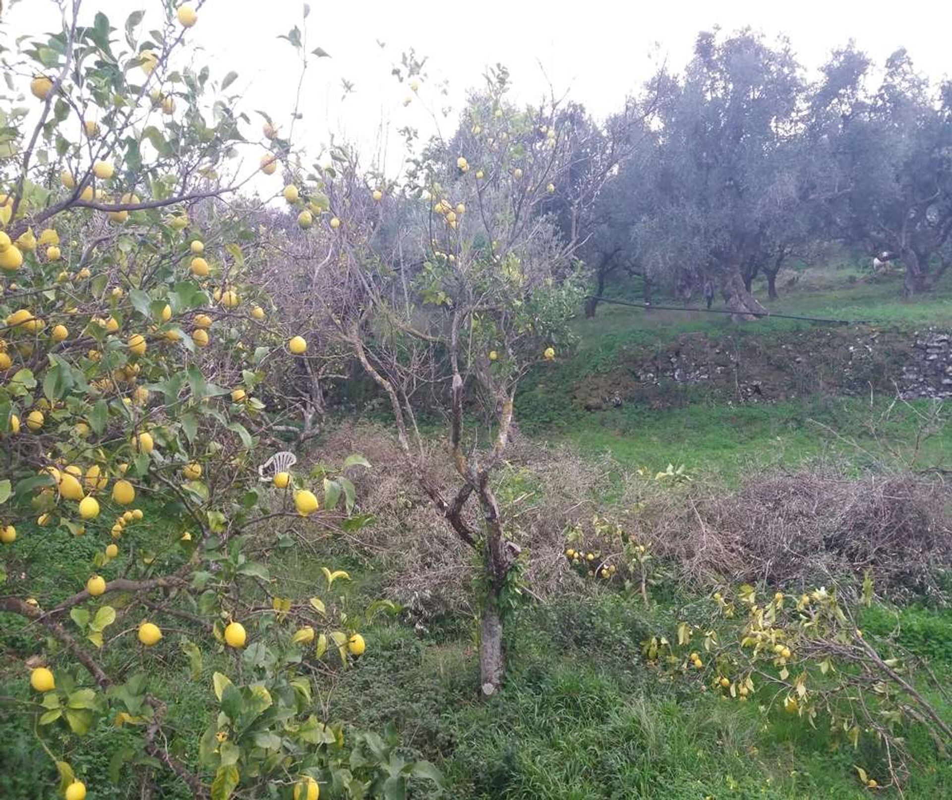 Maa sisään Zakynthos, Zakinthos 10087851