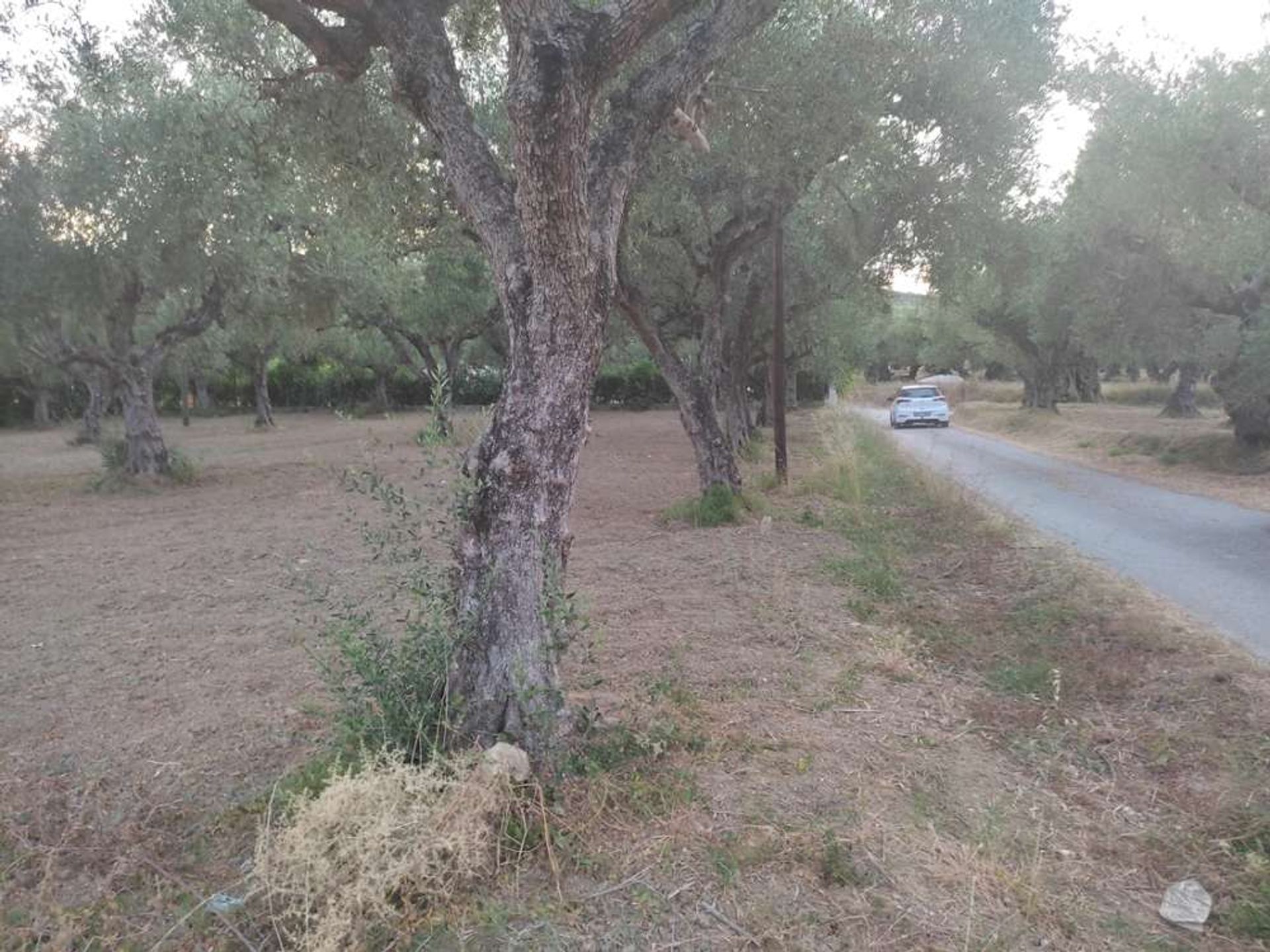 Tierra en bochalí, Jonia Nisia 10087856