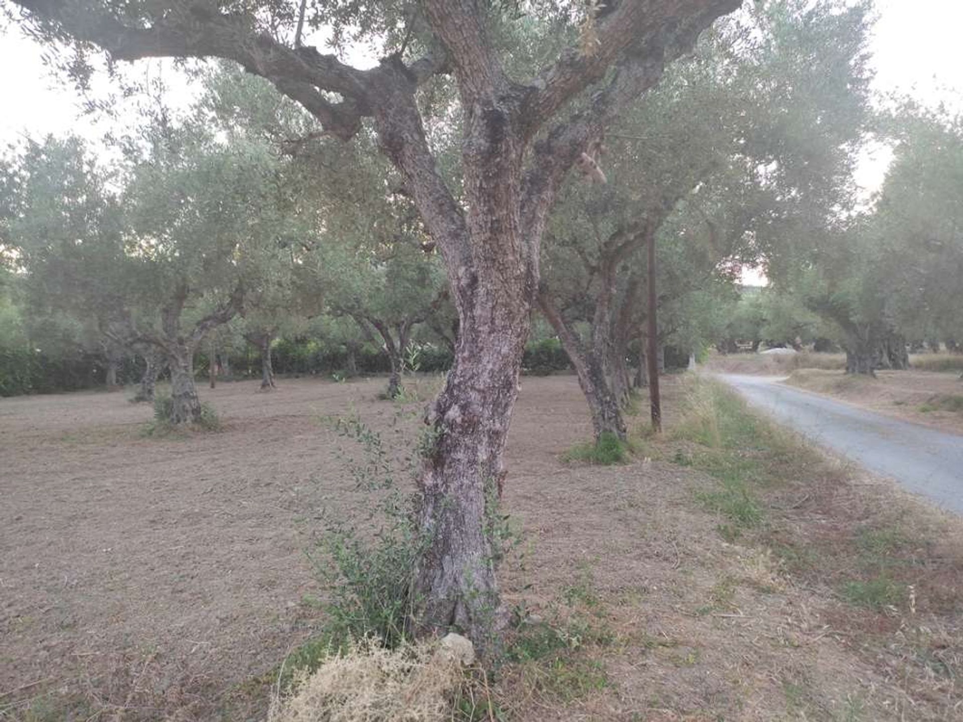 Tierra en bochalí, Jonia Nisia 10087856