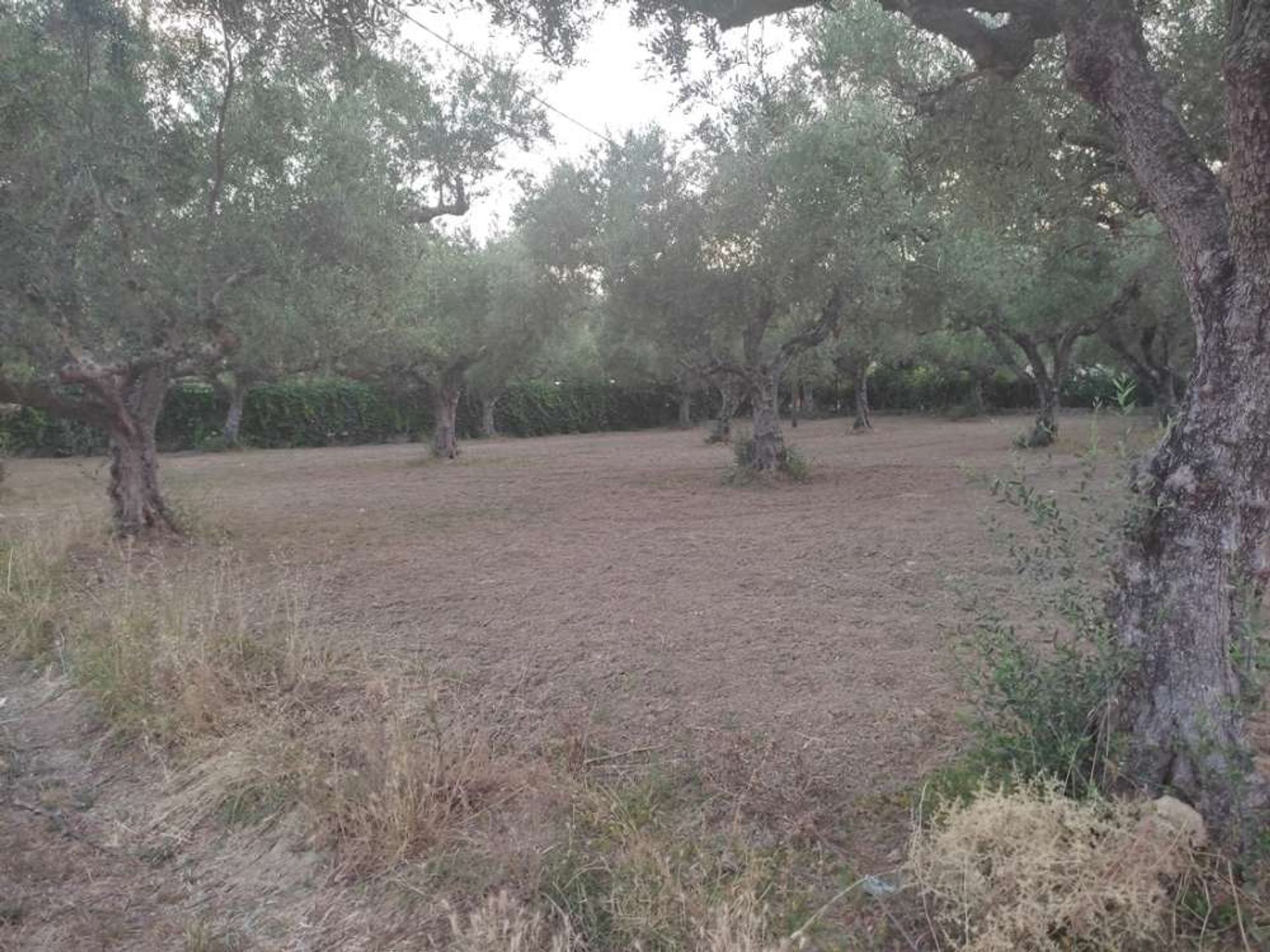 Tierra en Zakynthos, Zakinthos 10087856