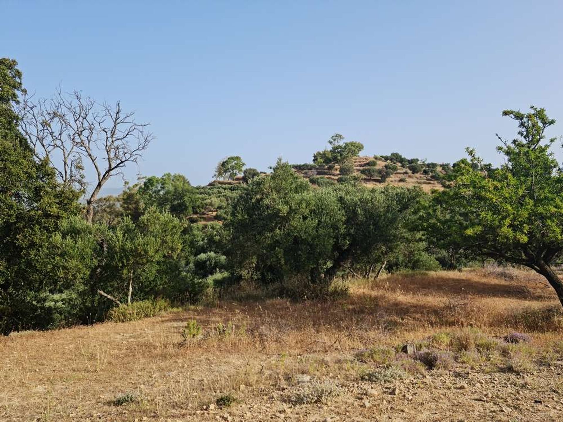 Tierra en bochalí, Jonia Nisia 10087857