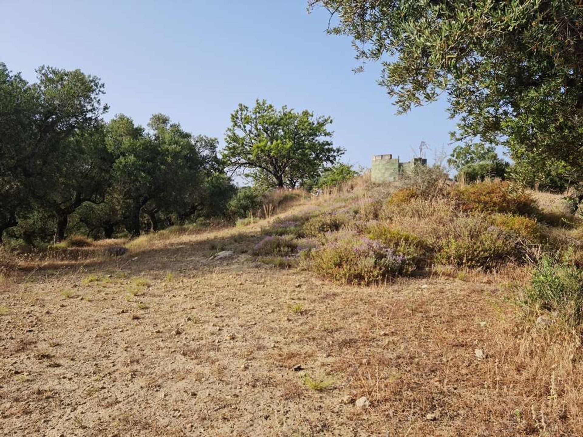 Tierra en bochalí, Jonia Nisia 10087857