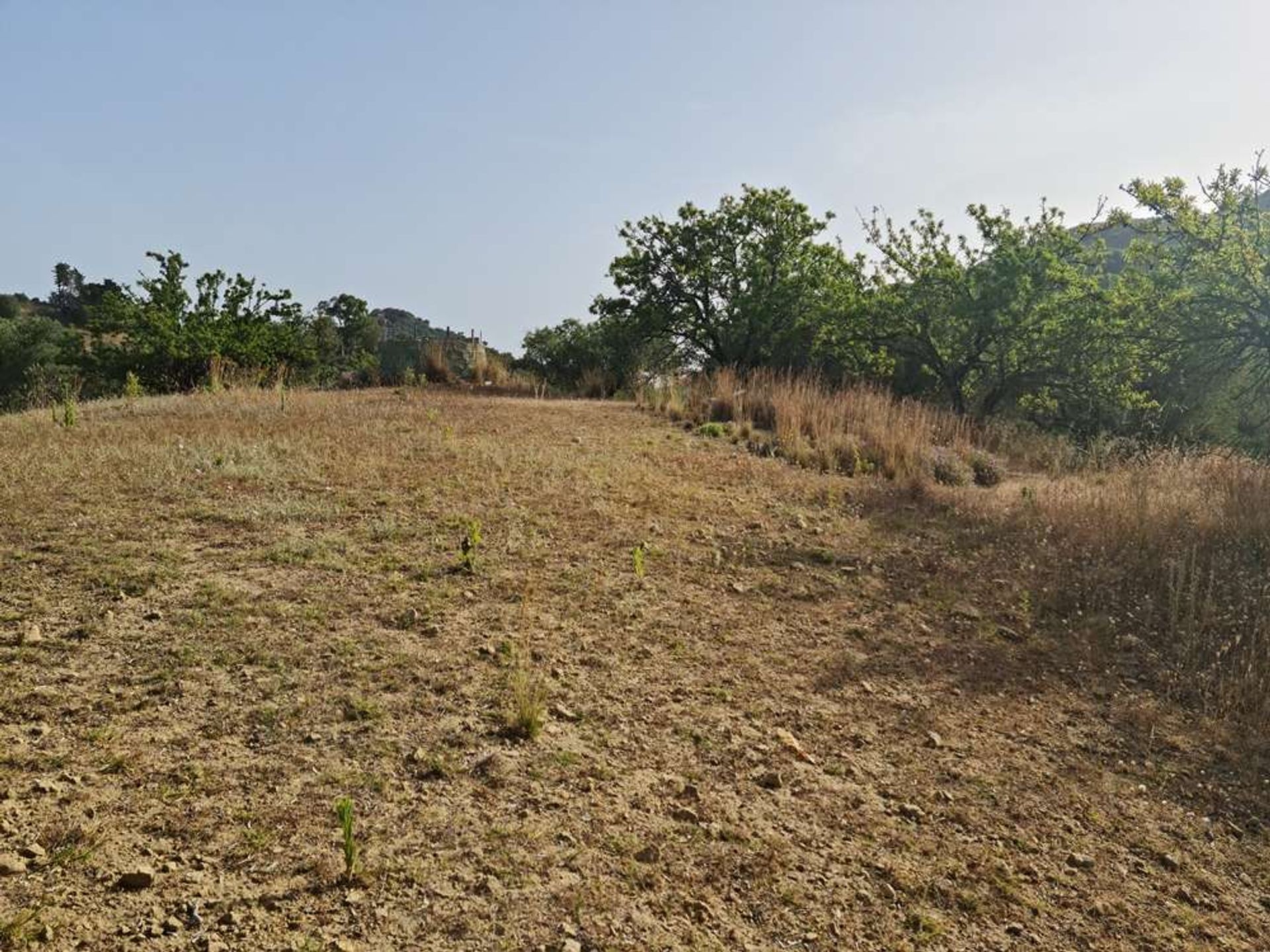 Tierra en bochalí, Jonia Nisia 10087857