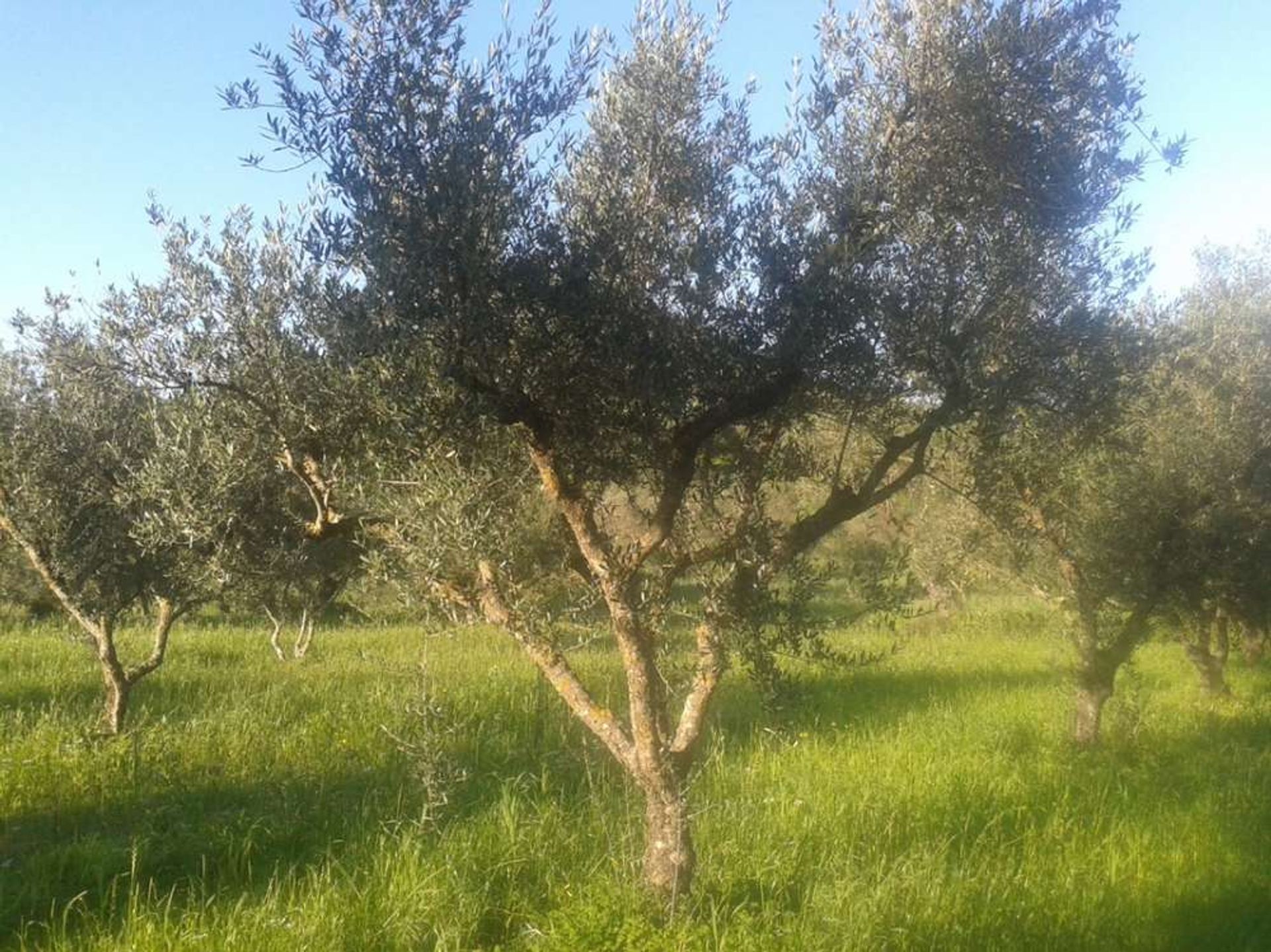 土地 在 Zakynthos, Zakinthos 10087861