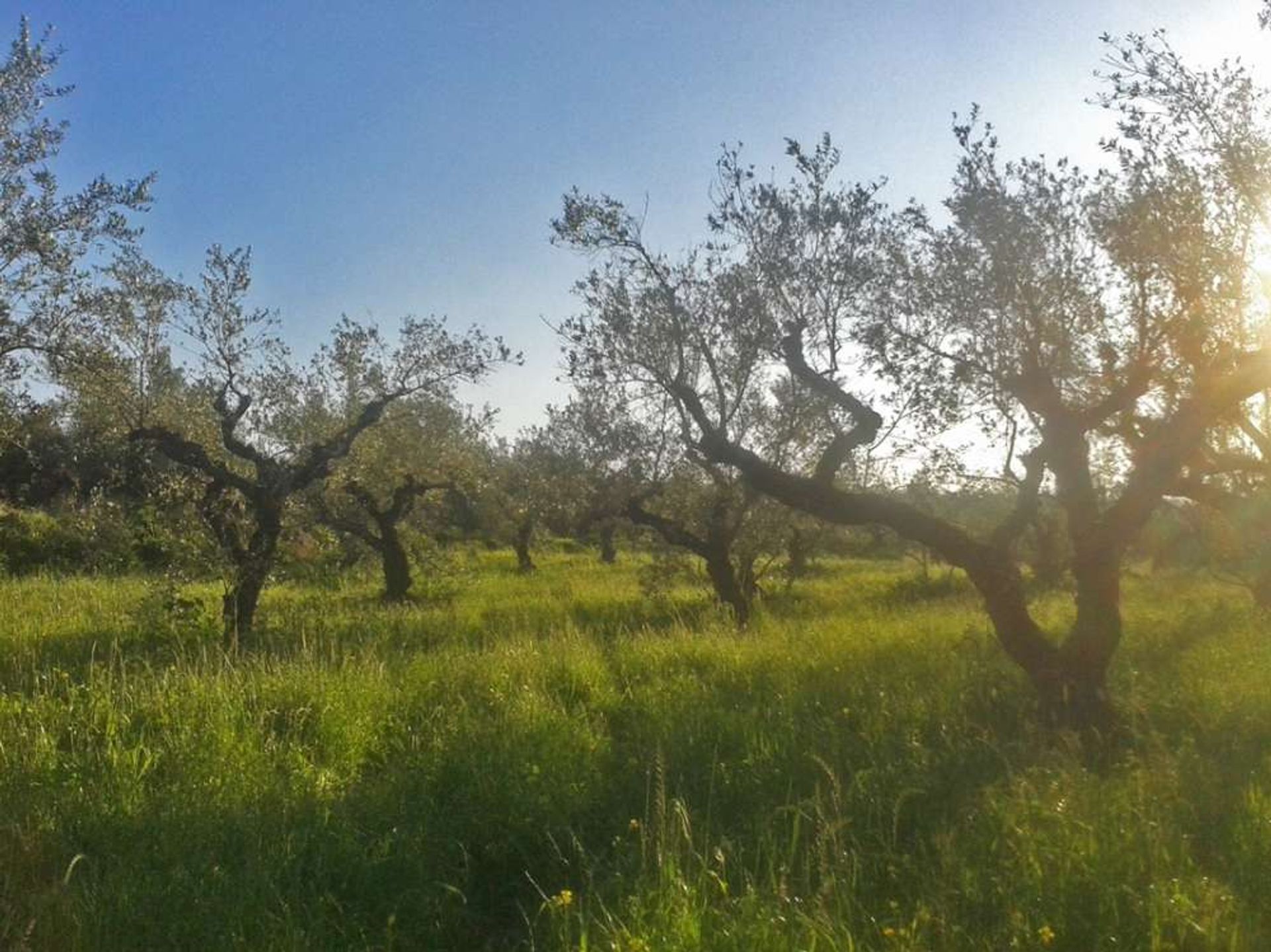 土地 在 Zakynthos, Zakinthos 10087861