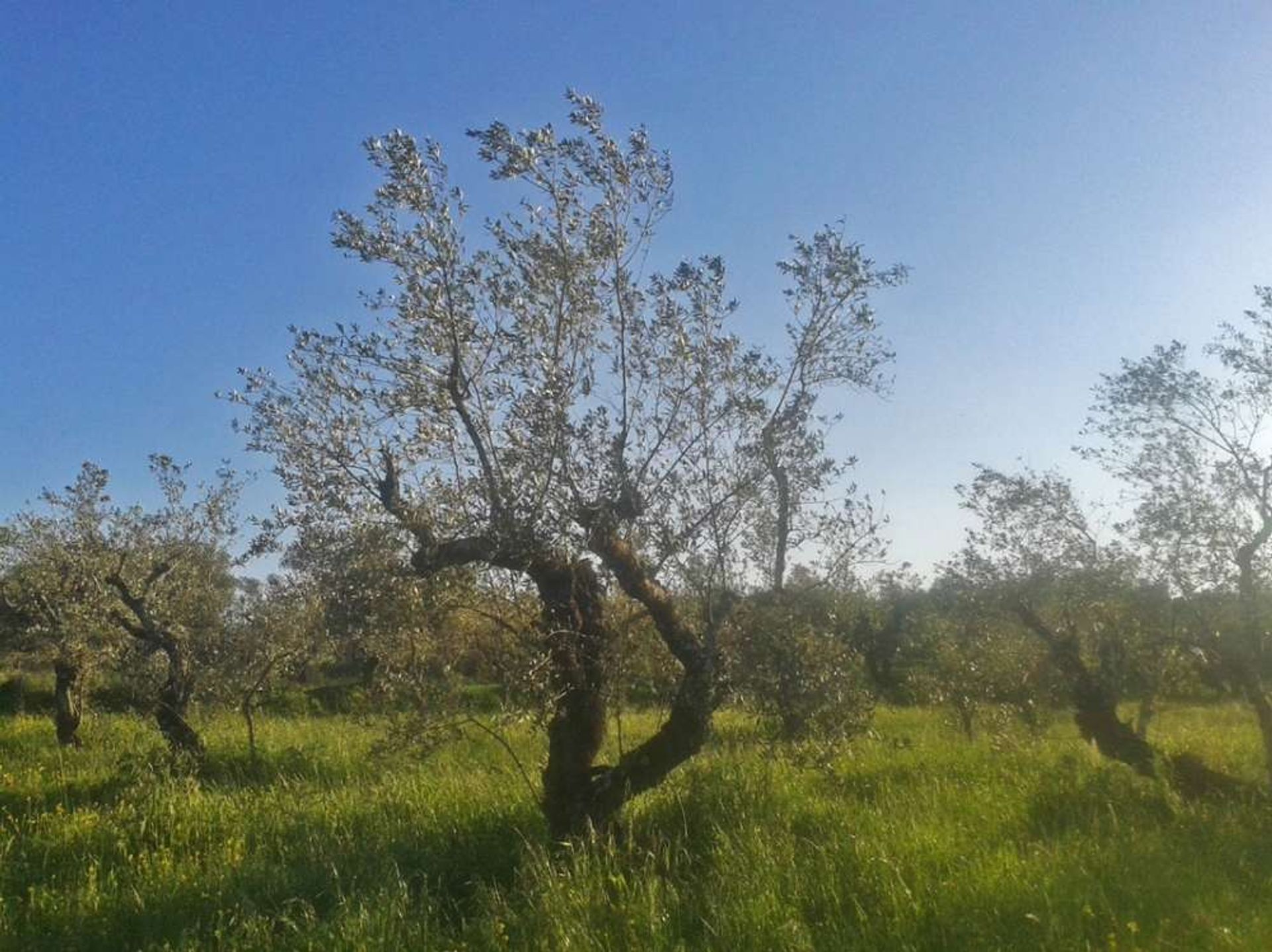 土地 在 Zakynthos, Zakinthos 10087861