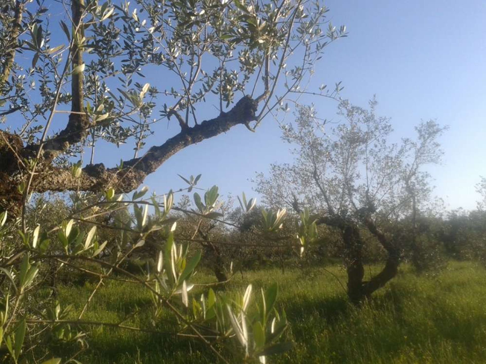 土地 在 Zakynthos, Zakinthos 10087861