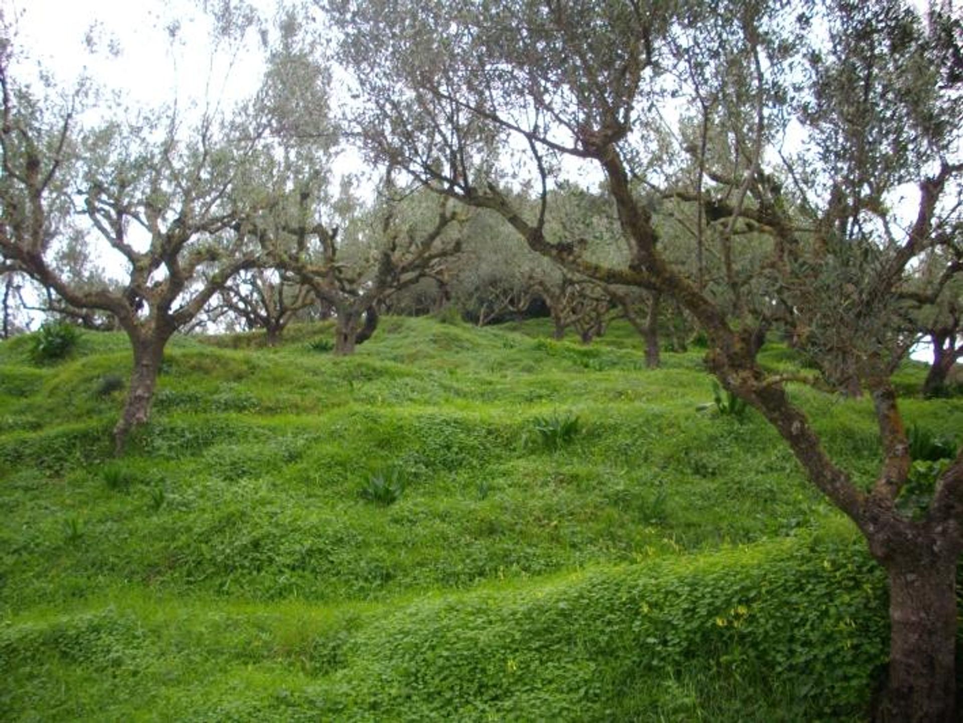 Земельные участки в Zakynthos, Zakinthos 10087869