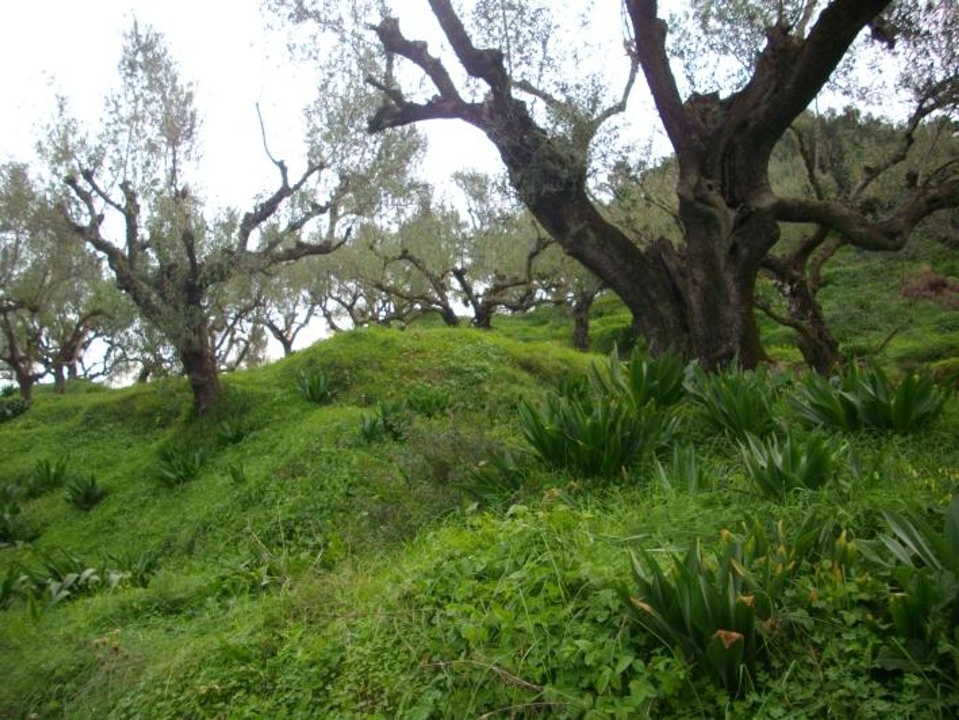 Land in Zakynthos, Zakinthos 10087869