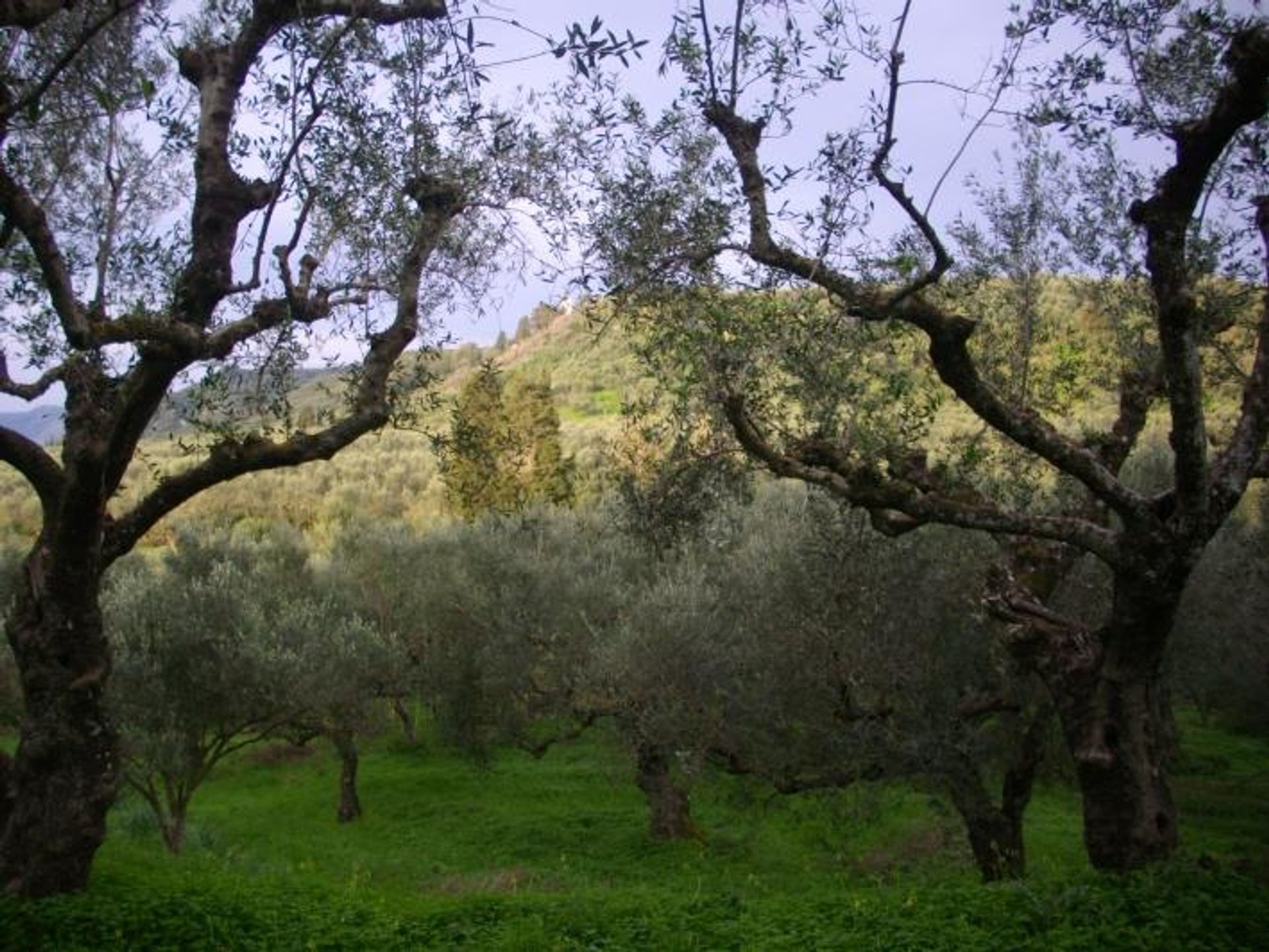 Jord i Zakynthos, Zakinthos 10087869