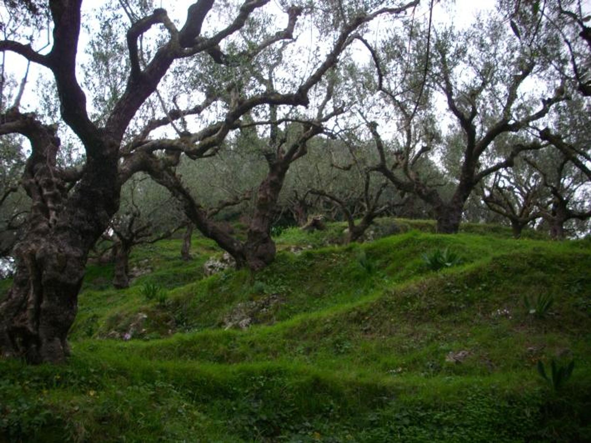 Land i Zakynthos, Zakinthos 10087869