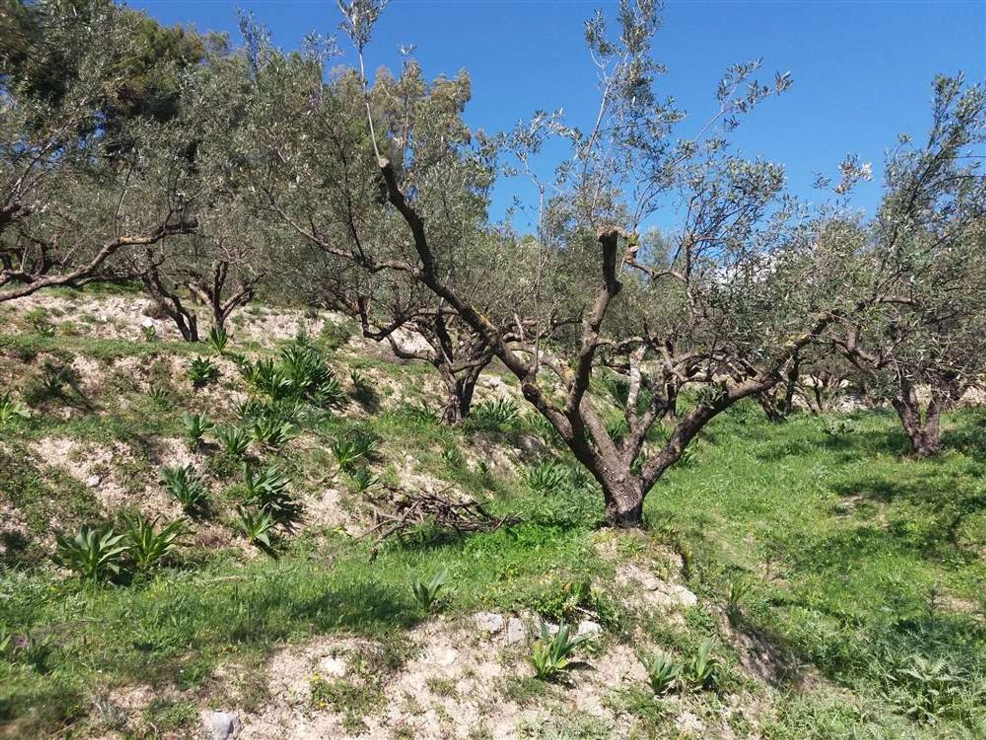 Tanah dalam Zakynthos, Zakinthos 10087884