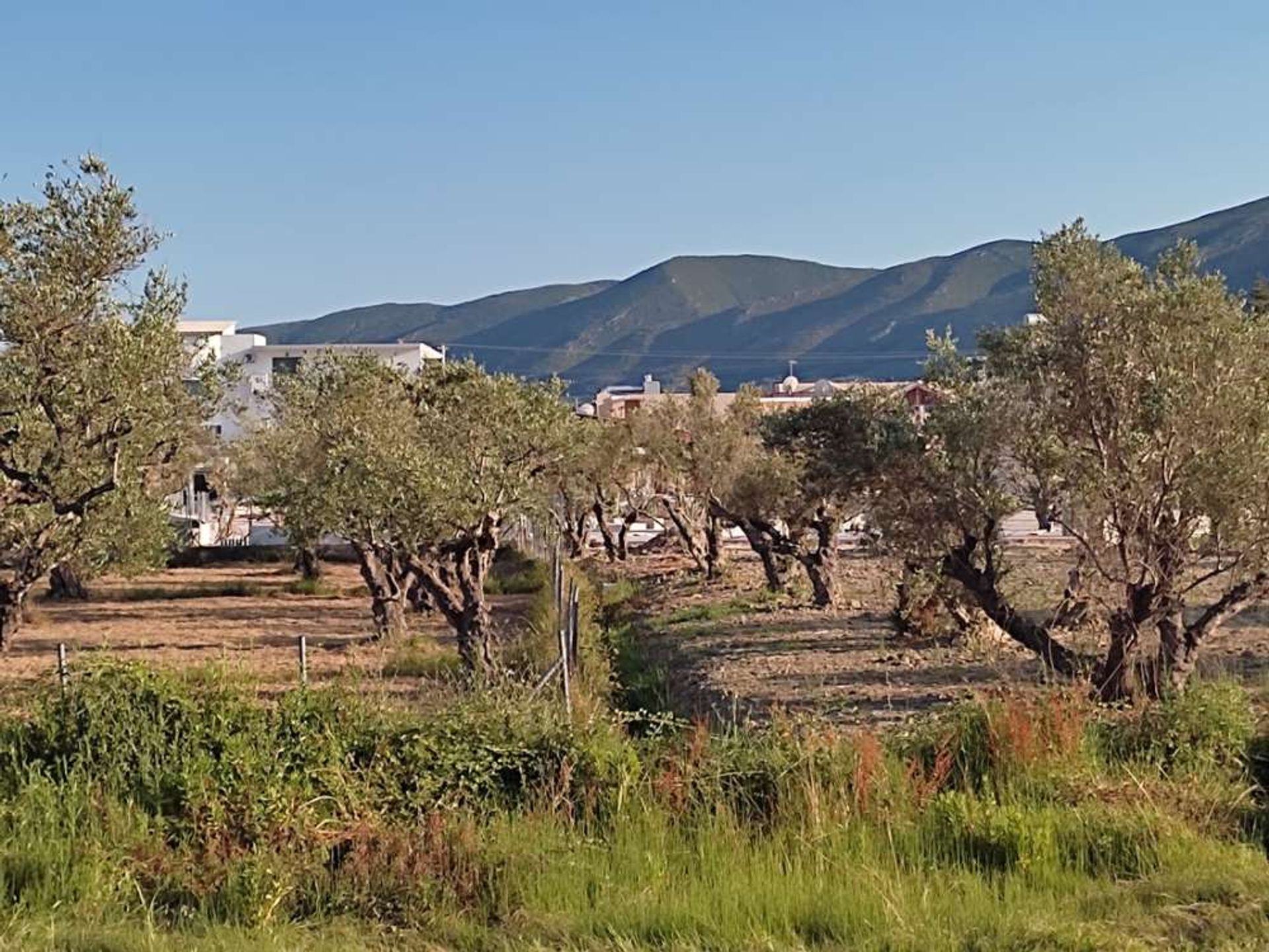 Tierra en bochalí, Jonia Nisia 10087894