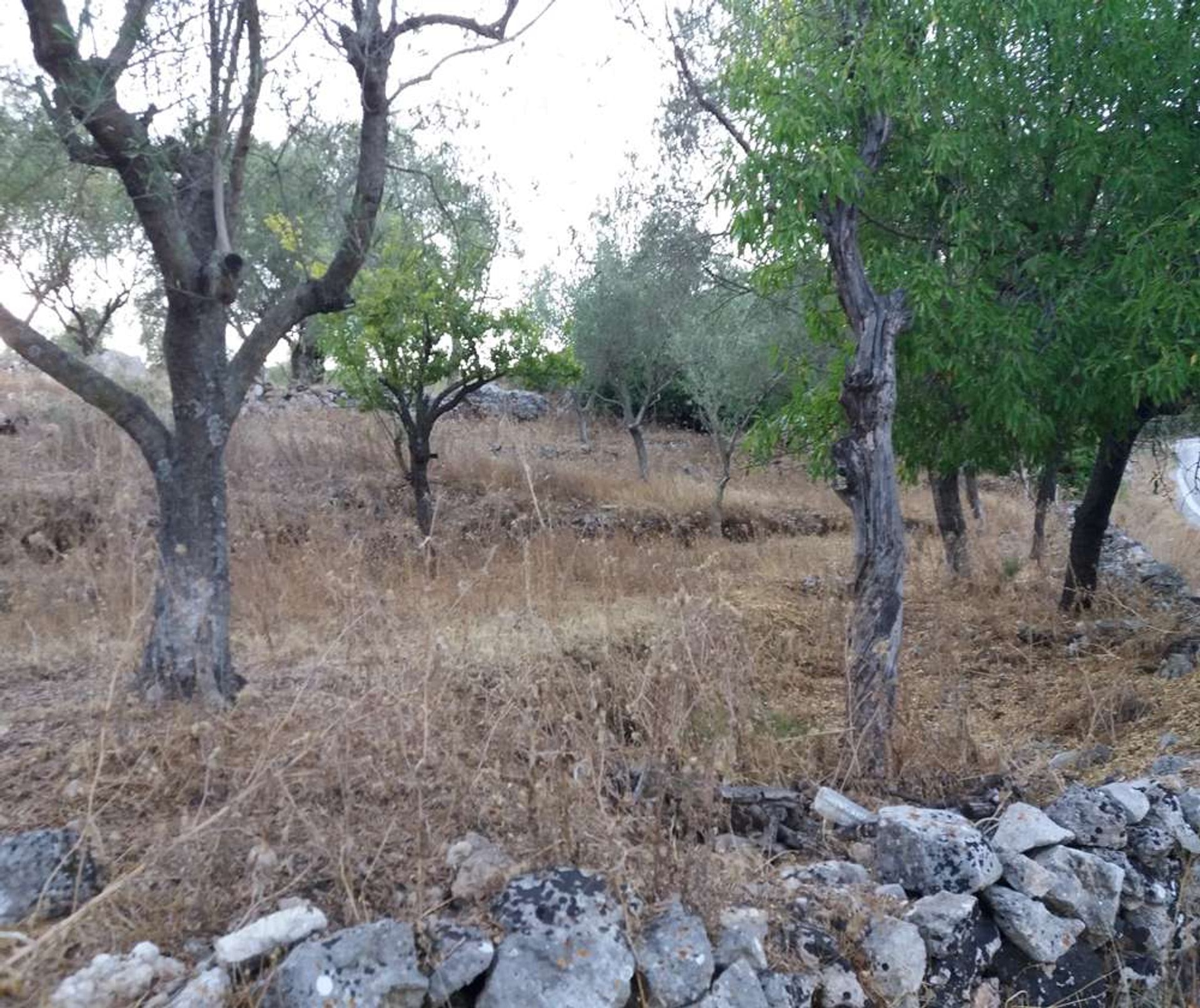 Tanah di Zakynthos, Zakinthos 10087906