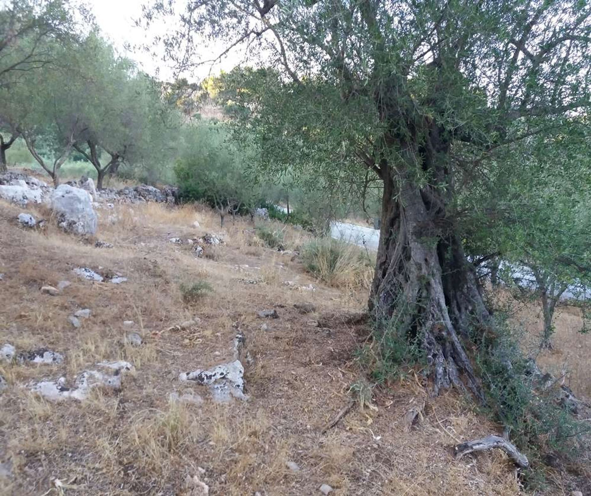 Tanah di Zakynthos, Zakinthos 10087906