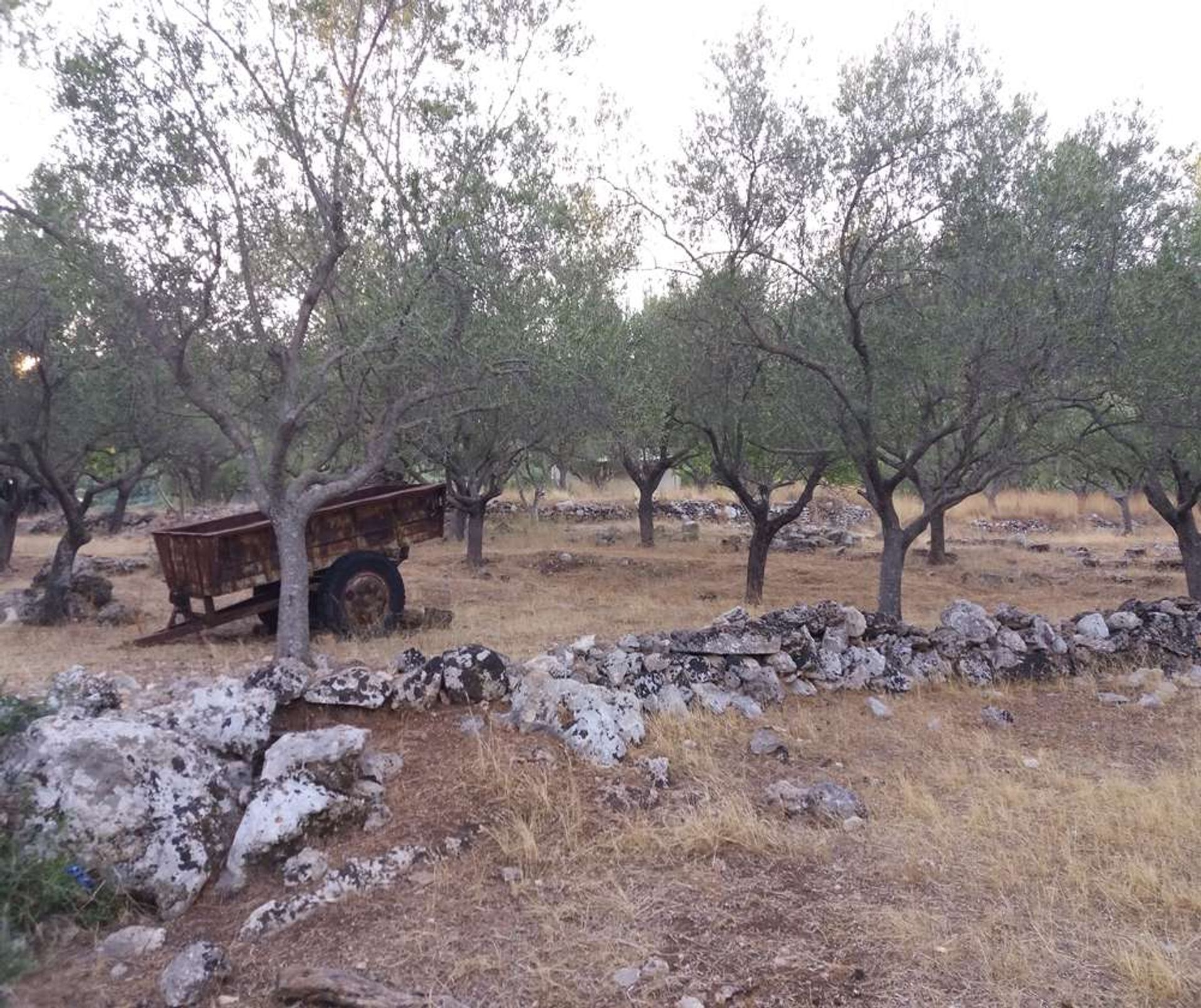 ארץ ב בוצ'אלי, יוניה ניסיה 10087906