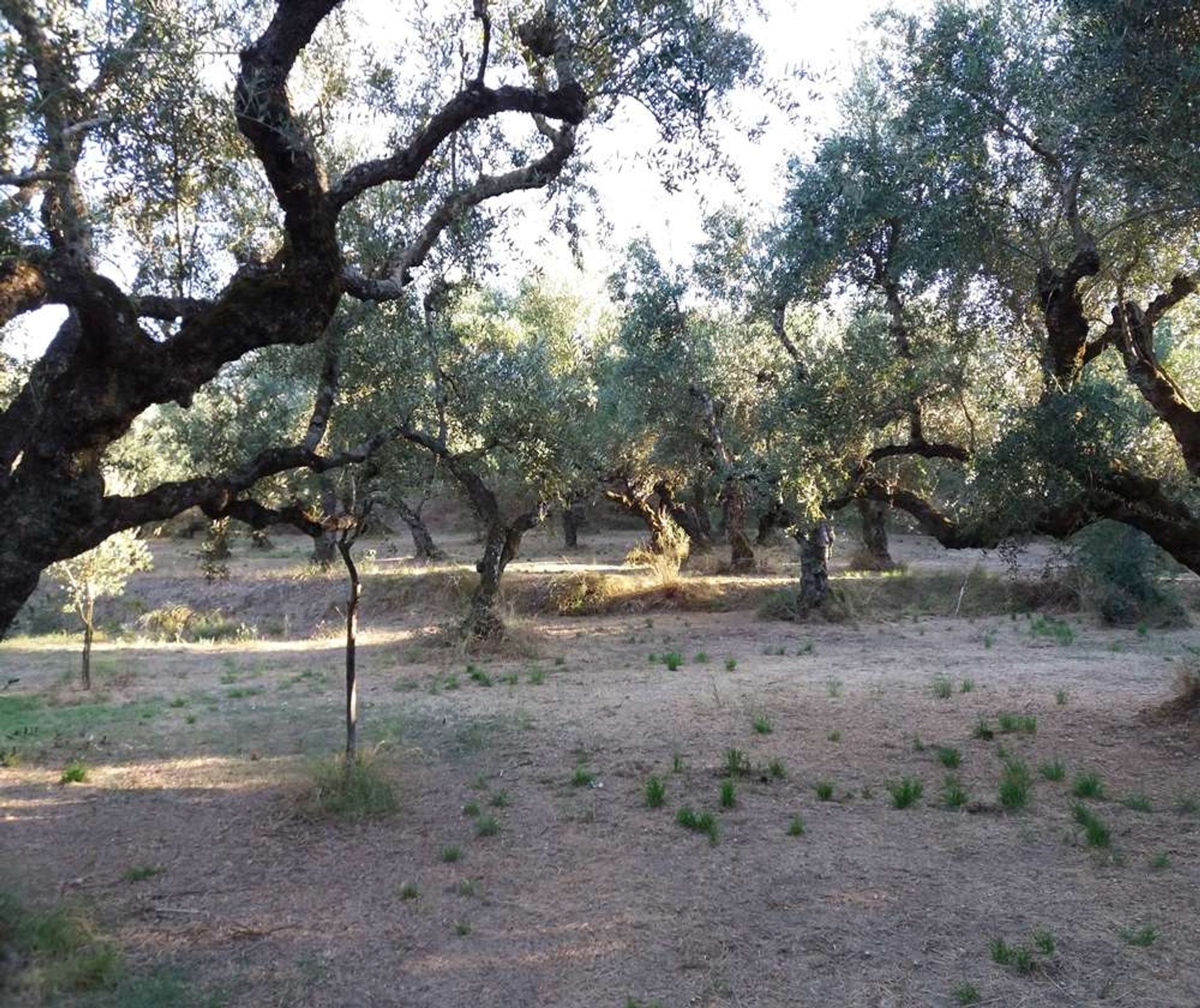 Γη σε Tragaki, Zakinthos 10087907