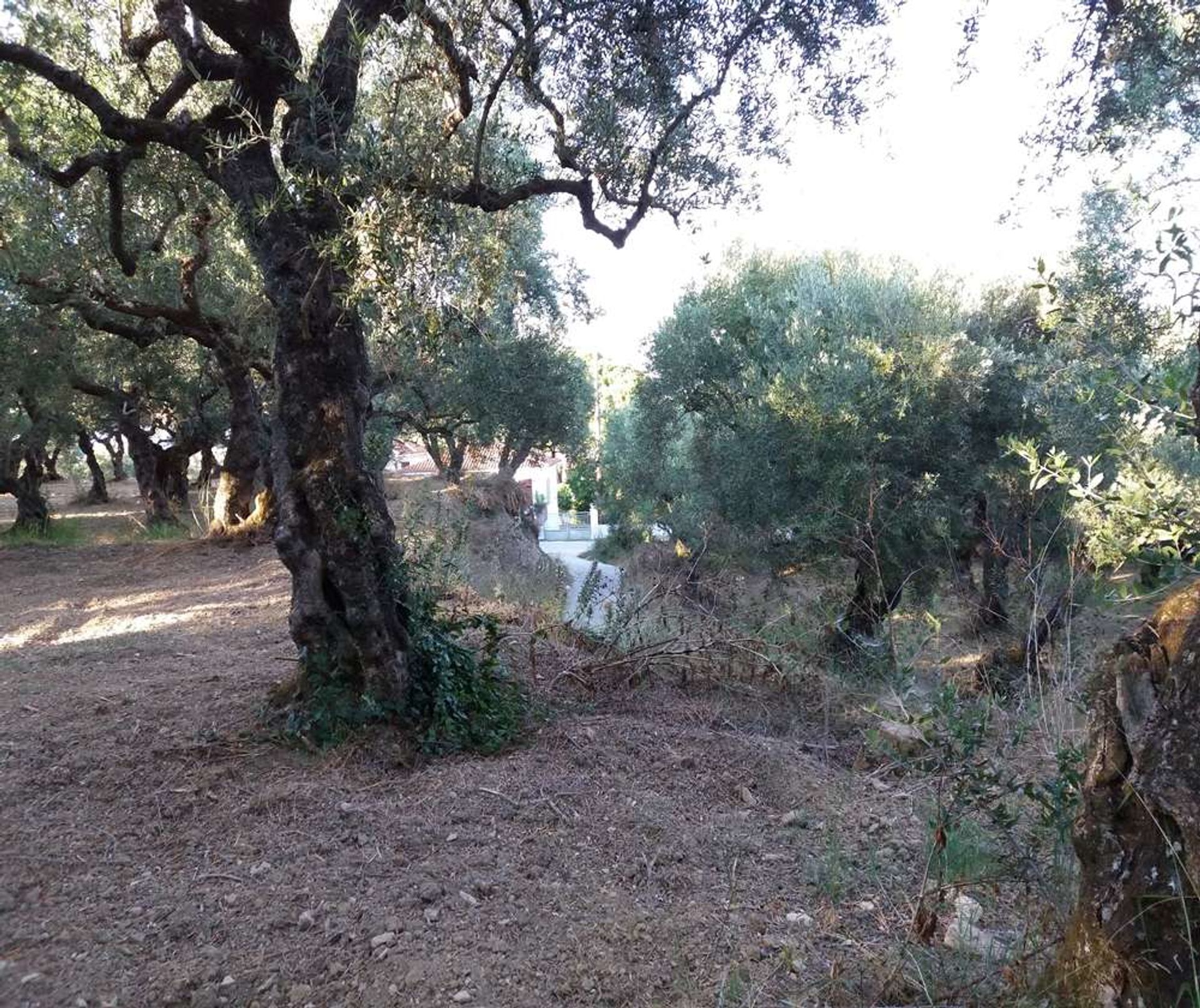 Γη σε Tragaki, Zakinthos 10087907