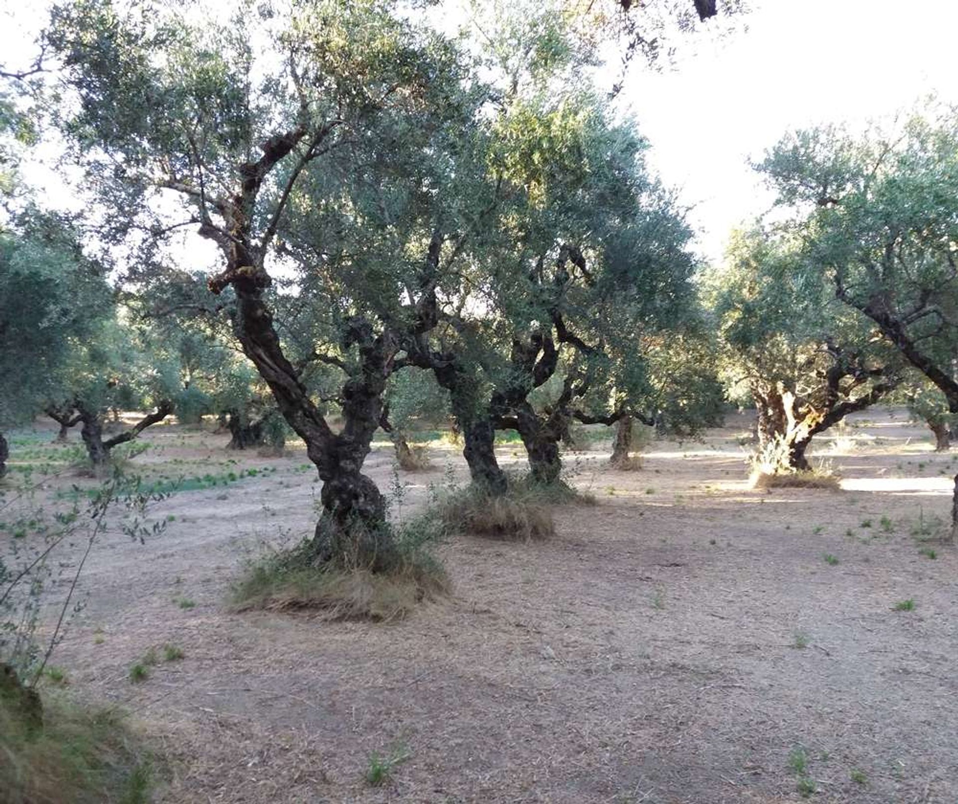 土地 在 Tragaki, Zakinthos 10087907