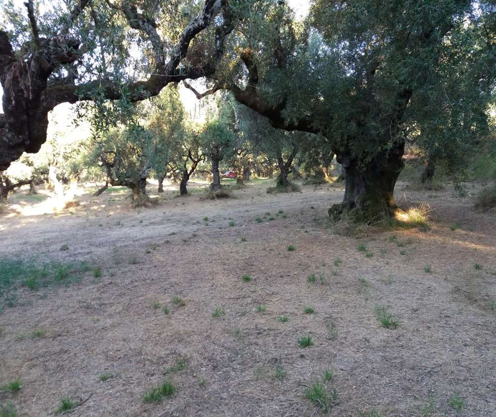 土地 在 Tragaki, Zakinthos 10087907