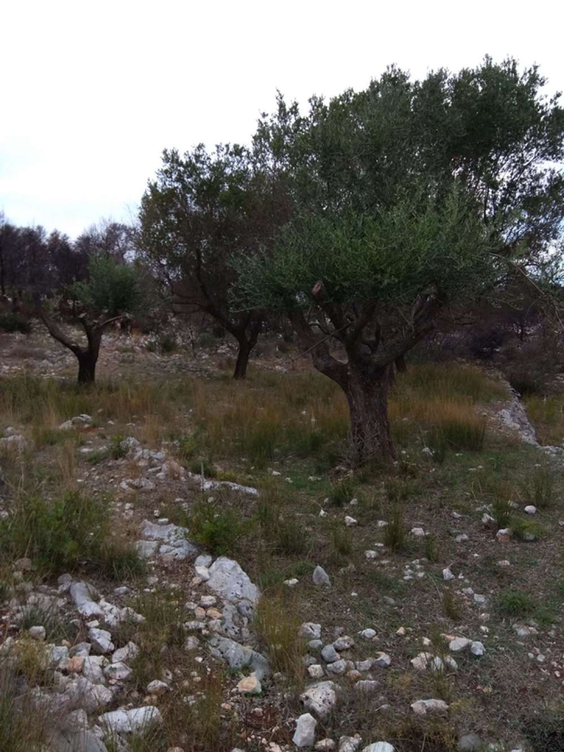 Land in Zakynthos, Zakinthos 10087921