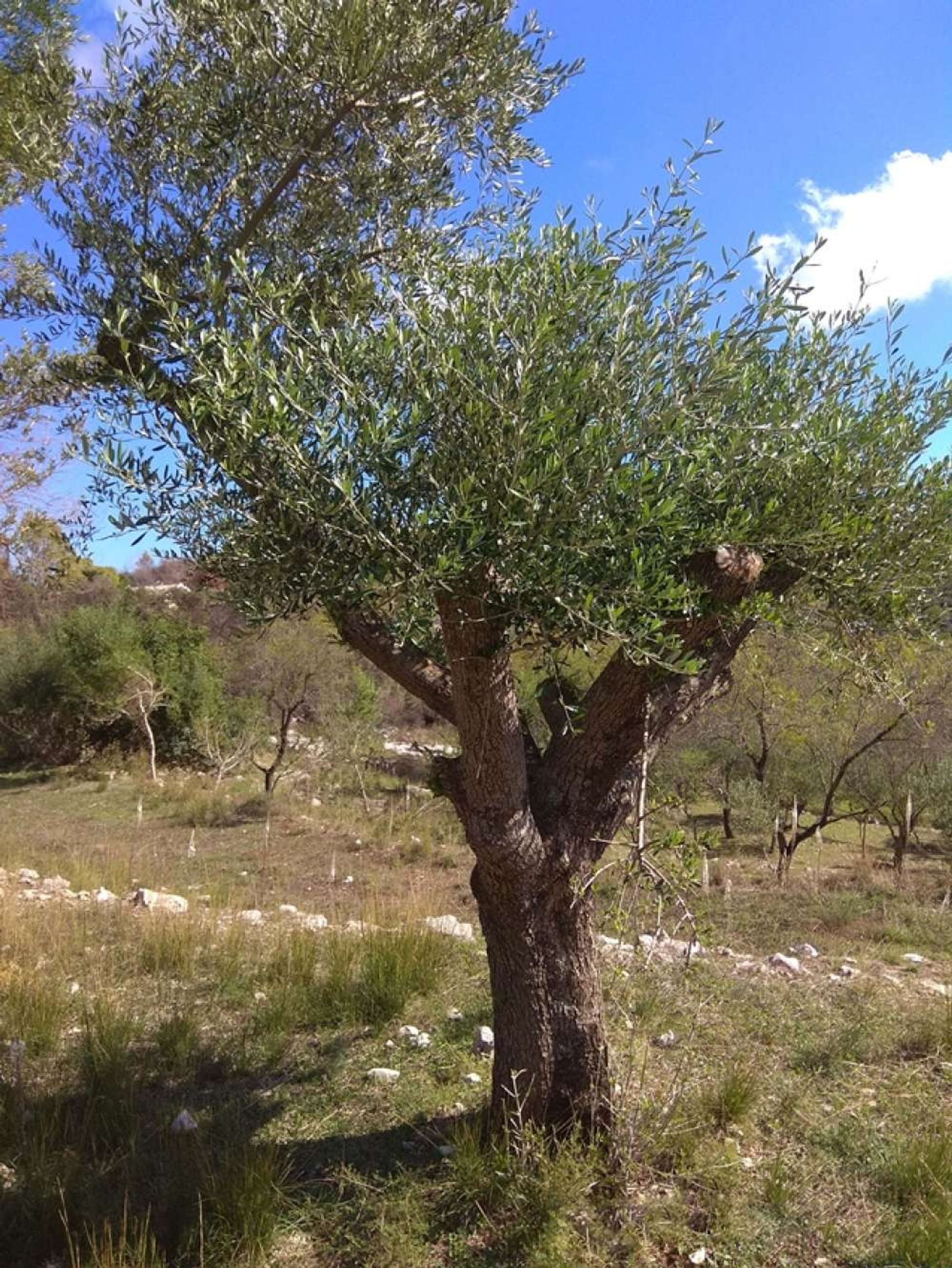 Land in Zakynthos, Zakinthos 10087921