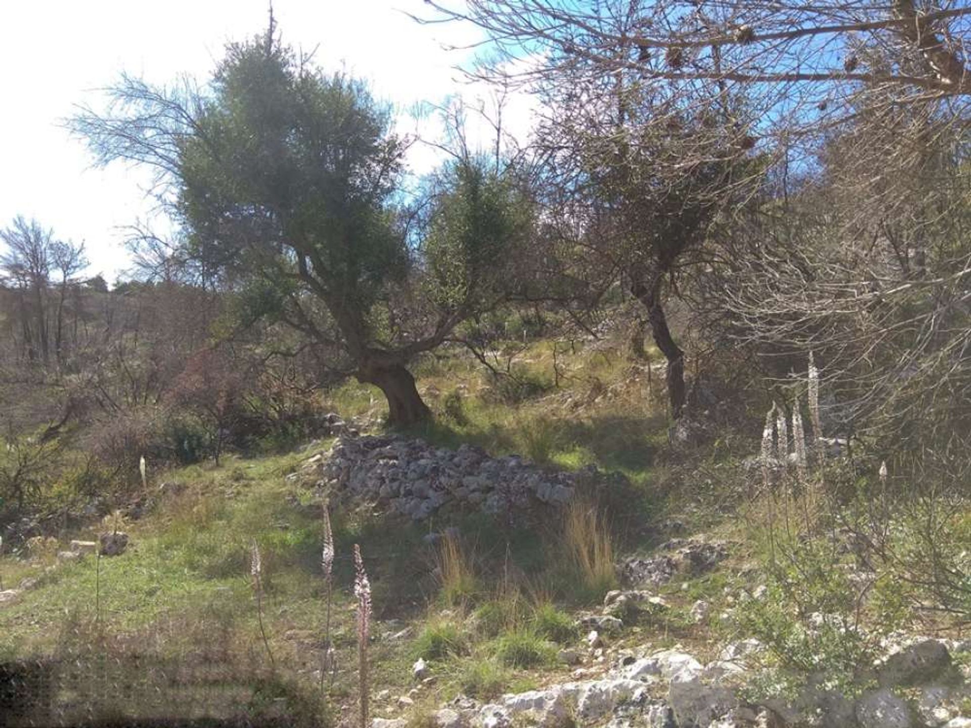 Land in Zakynthos, Zakinthos 10087921