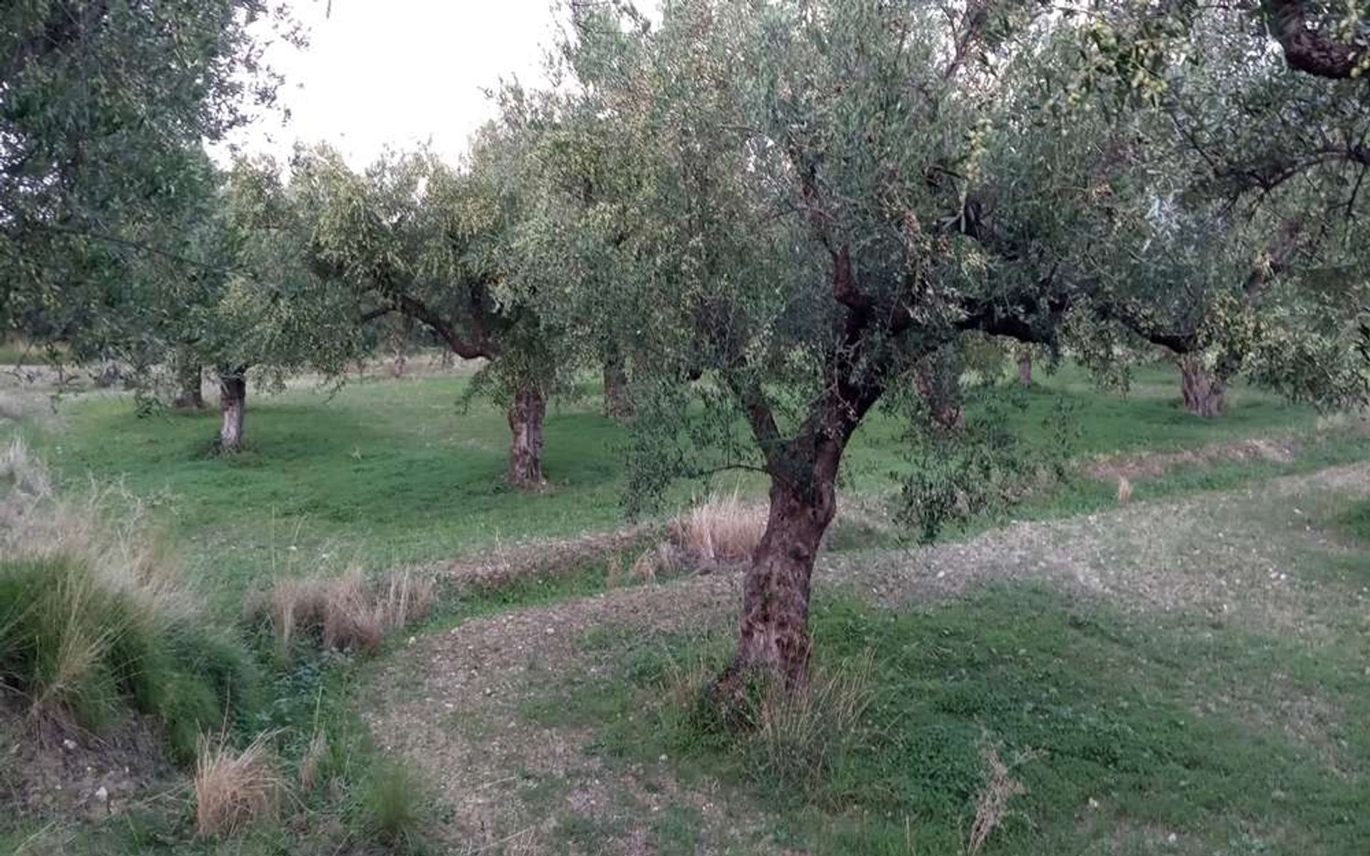 Земля в Zakynthos, Zakinthos 10087925