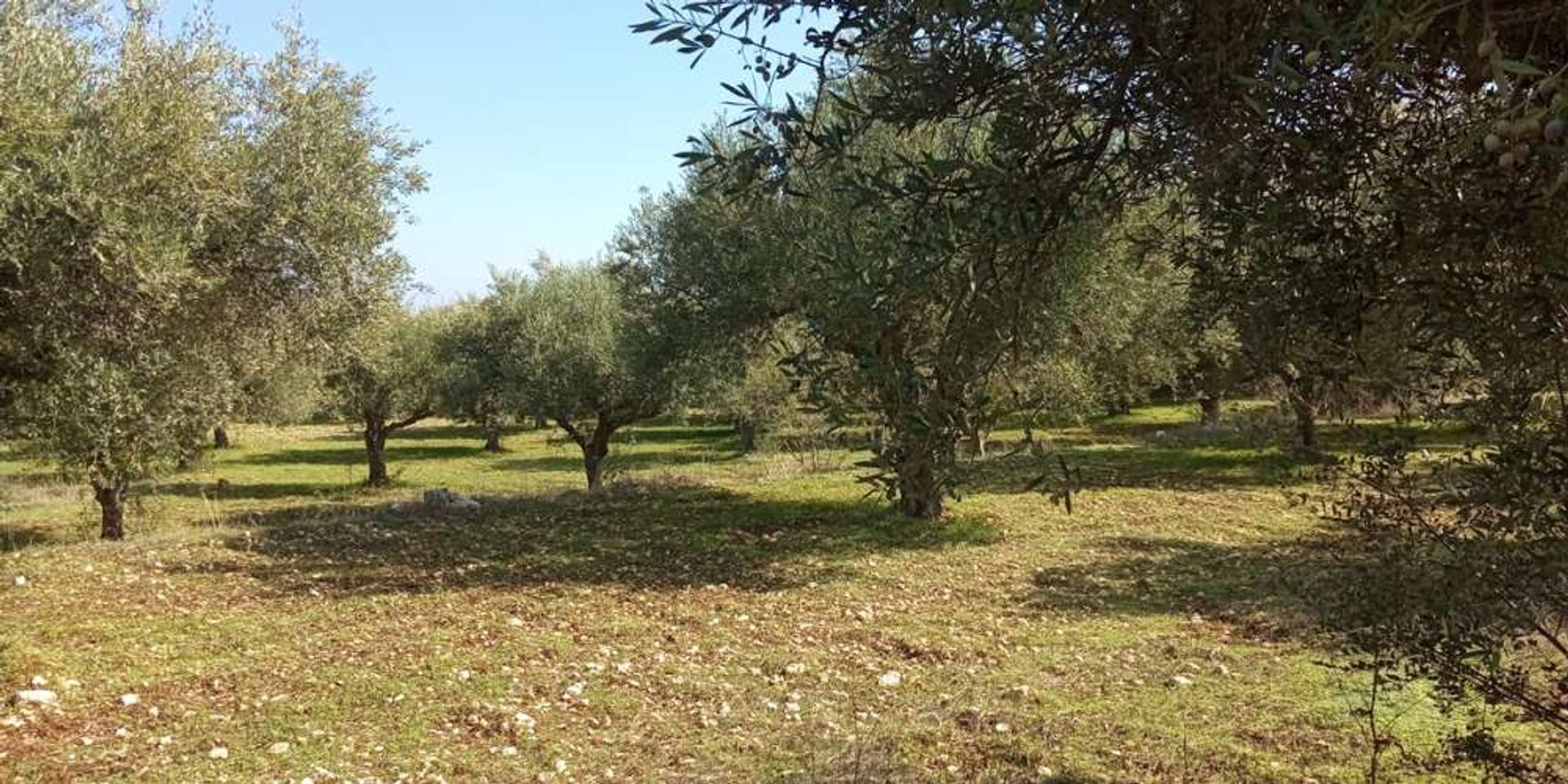 Land i Zakynthos, Zakinthos 10087938