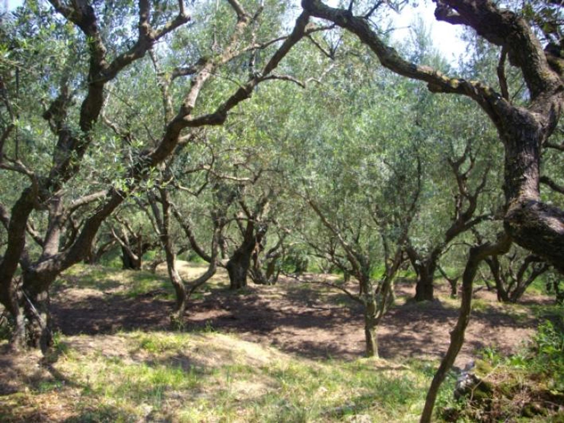 Tanah di Zakynthos, Zakinthos 10087940