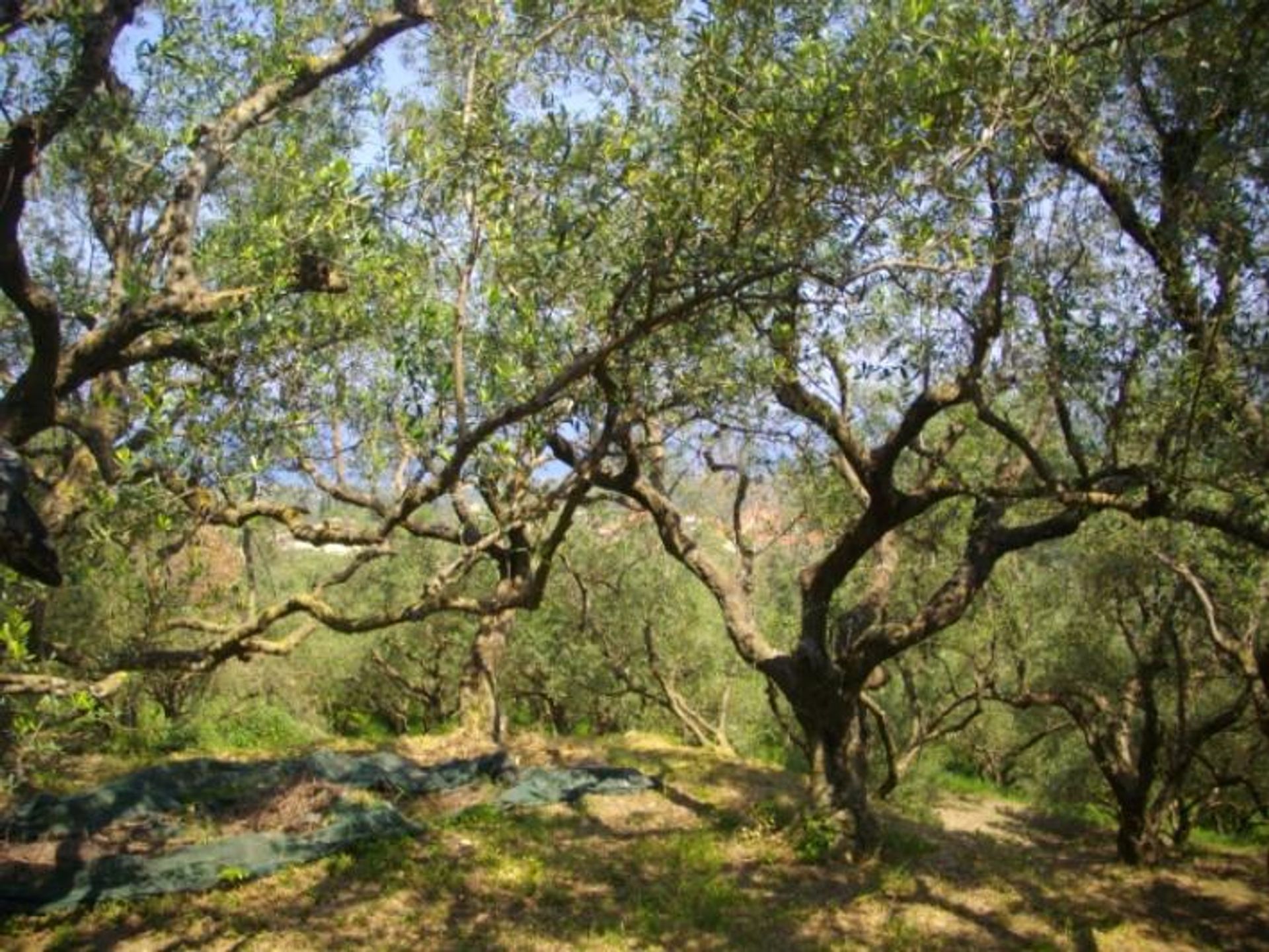 Tanah di Zakynthos, Zakinthos 10087940